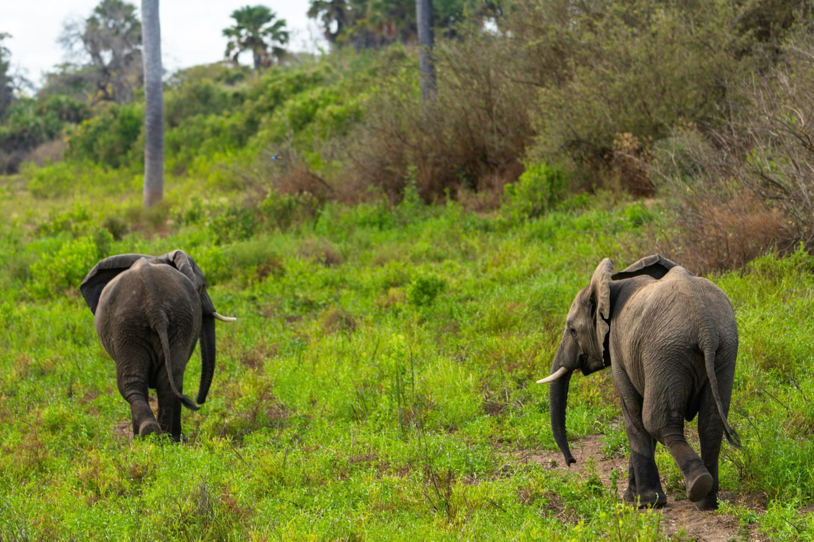 5-Day Mikumi and Nyerere Adventure Safari from Dar gallery image
