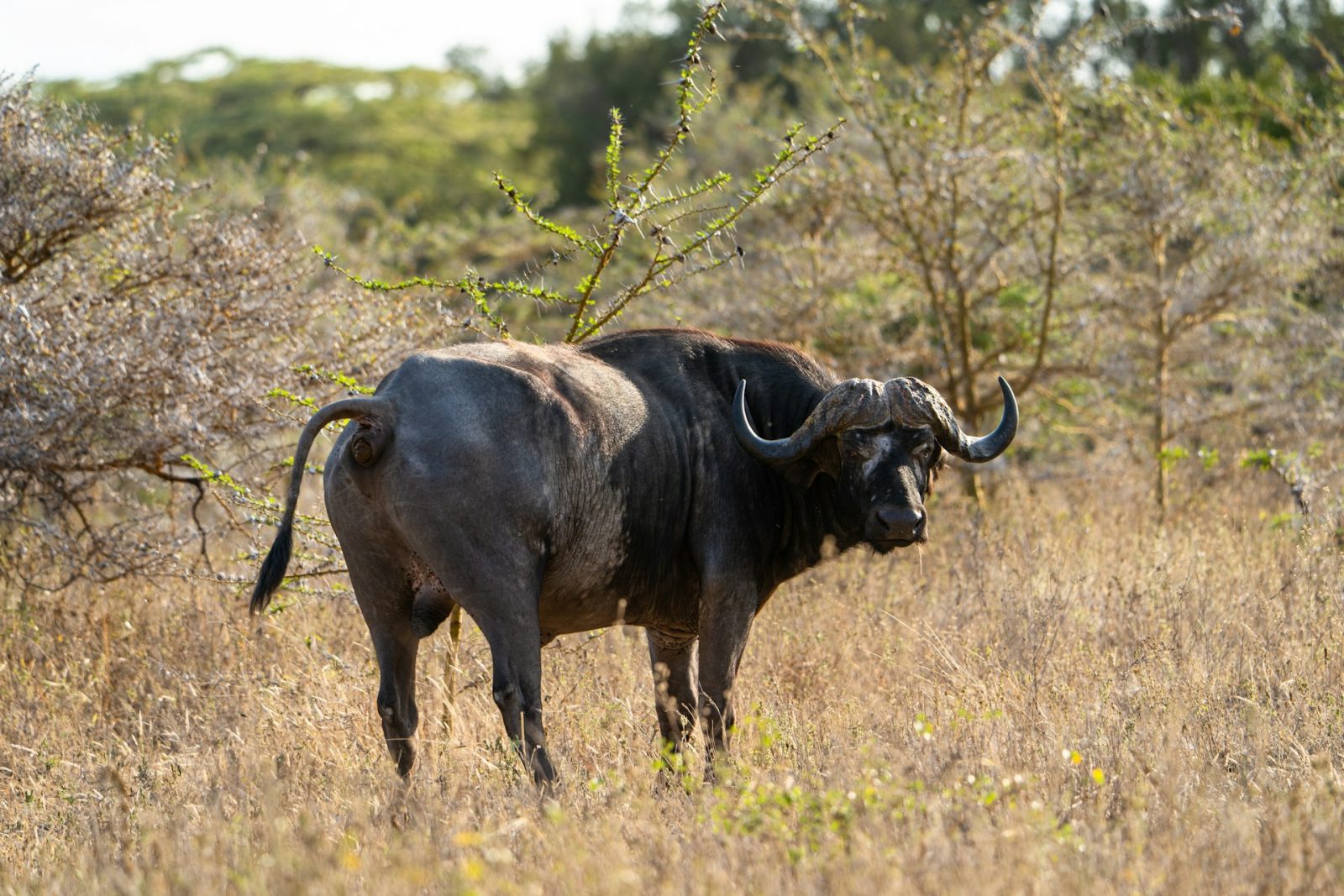5-Day Best of Nyerere and Mikumi with Rufiji Boat Safari
