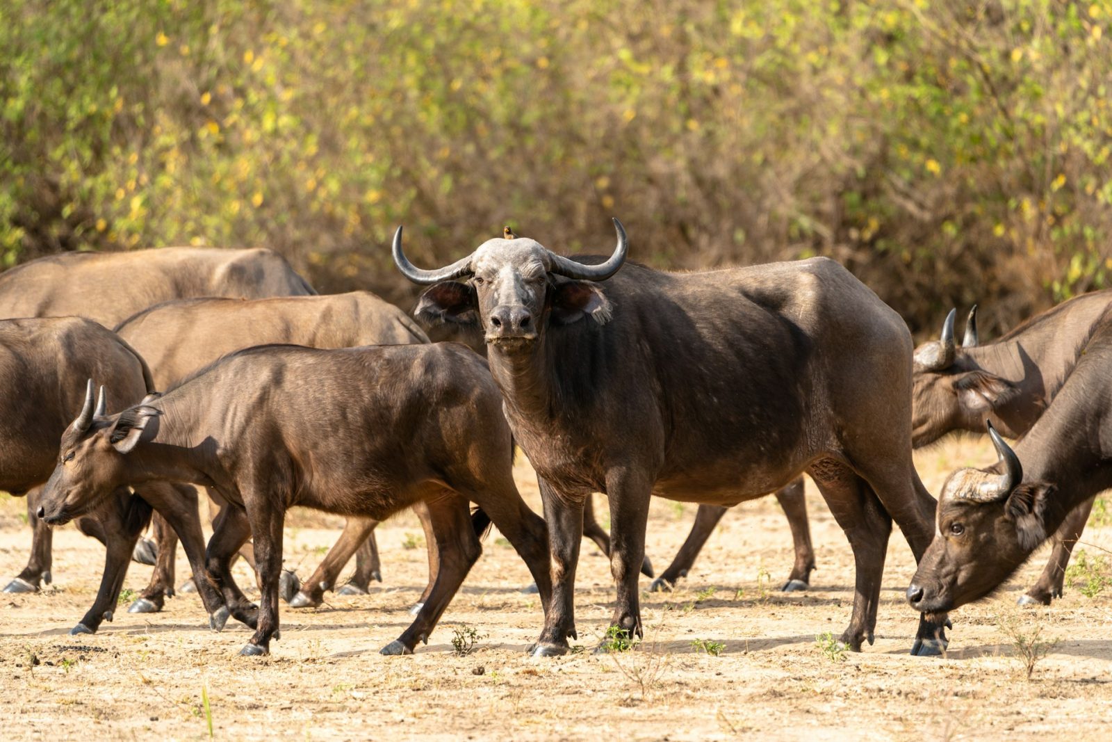 5-Day Best of Nyerere and Mikumi with Rufiji Boat Safari gallery image