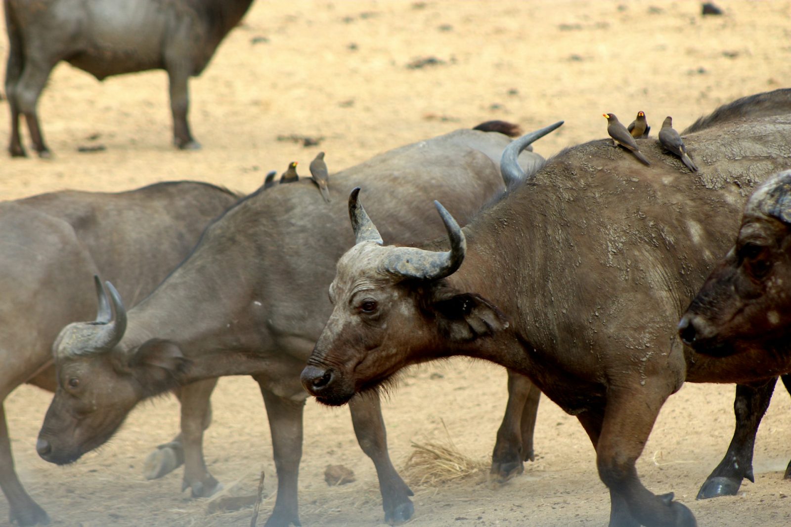 4-Day Mikumi and Udzungwa Rail Adventure from Dar gallery image