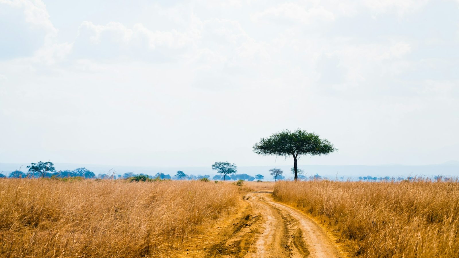 3-Day Mikumi National Park Safari By SGR Train gallery image
