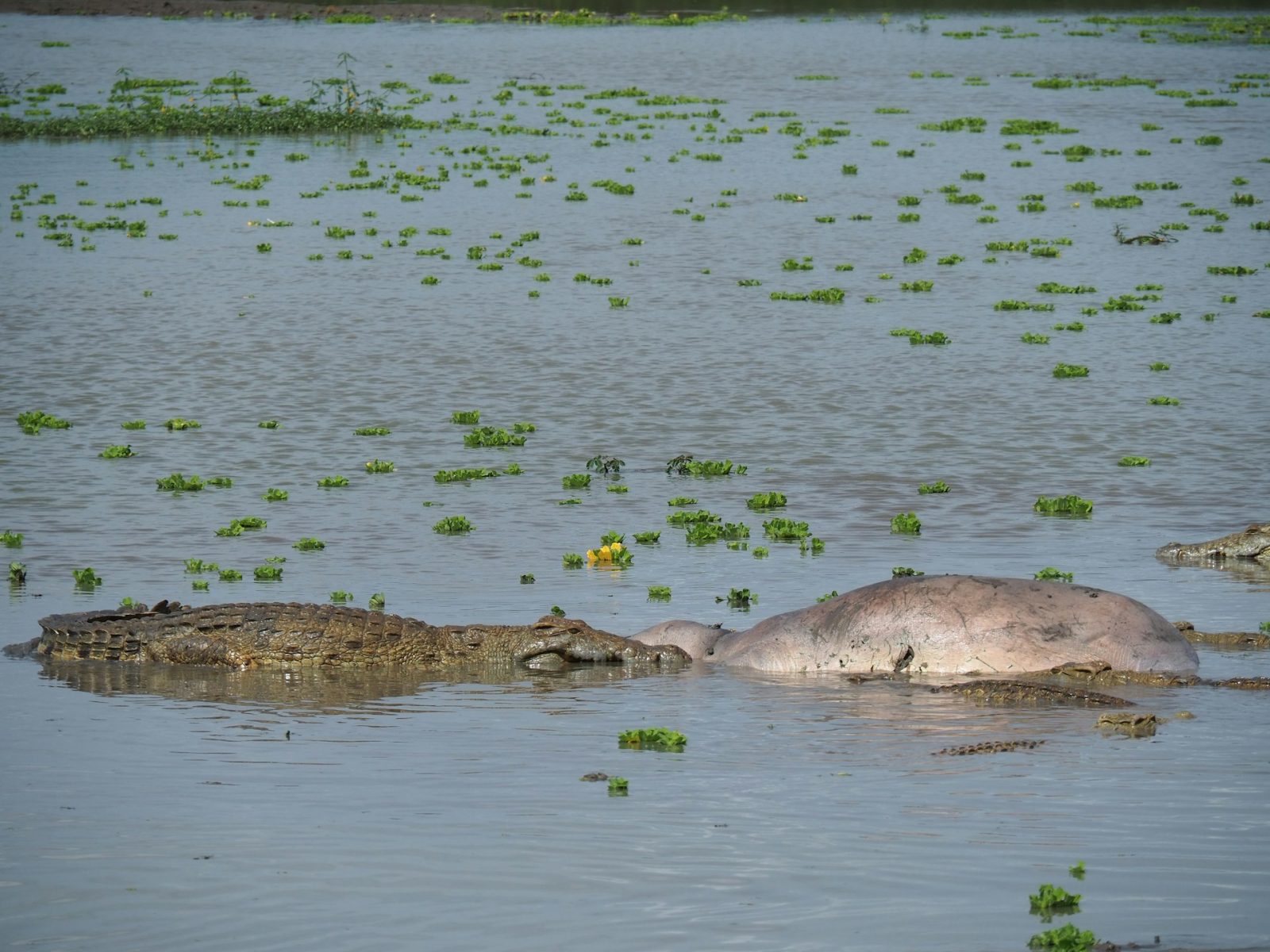 3-Day Nyerere Walking Safari and Game Drive from Dar gallery image