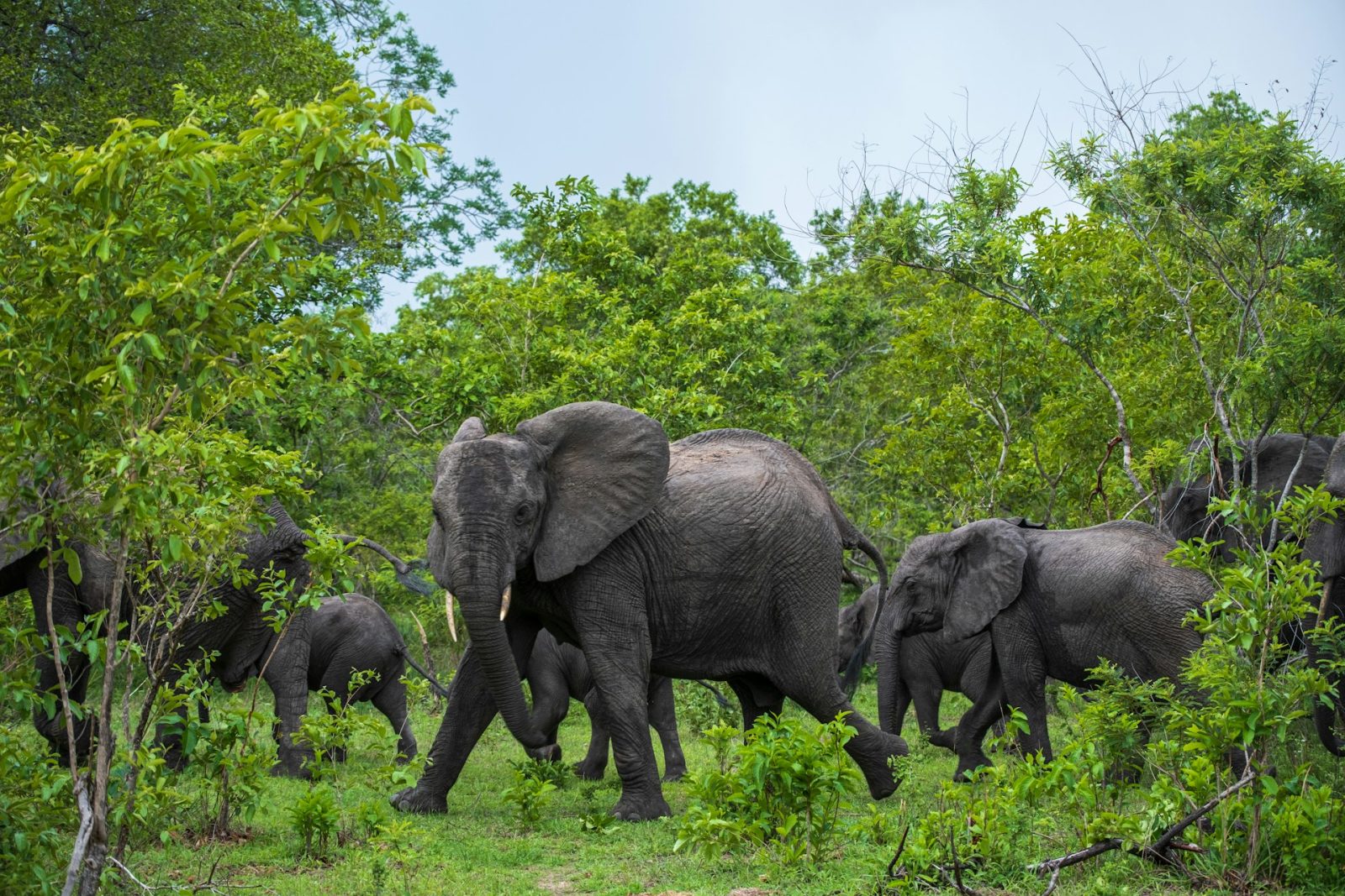 3-Day Nyerere Walking Safari and Game Drive from Dar gallery image