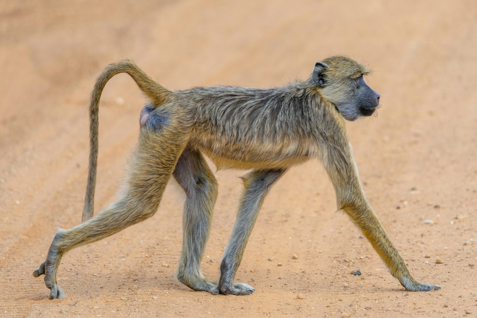 7-Day Mikumi, Udzungwa and Nyerere Grand Safari Circuit gallery image