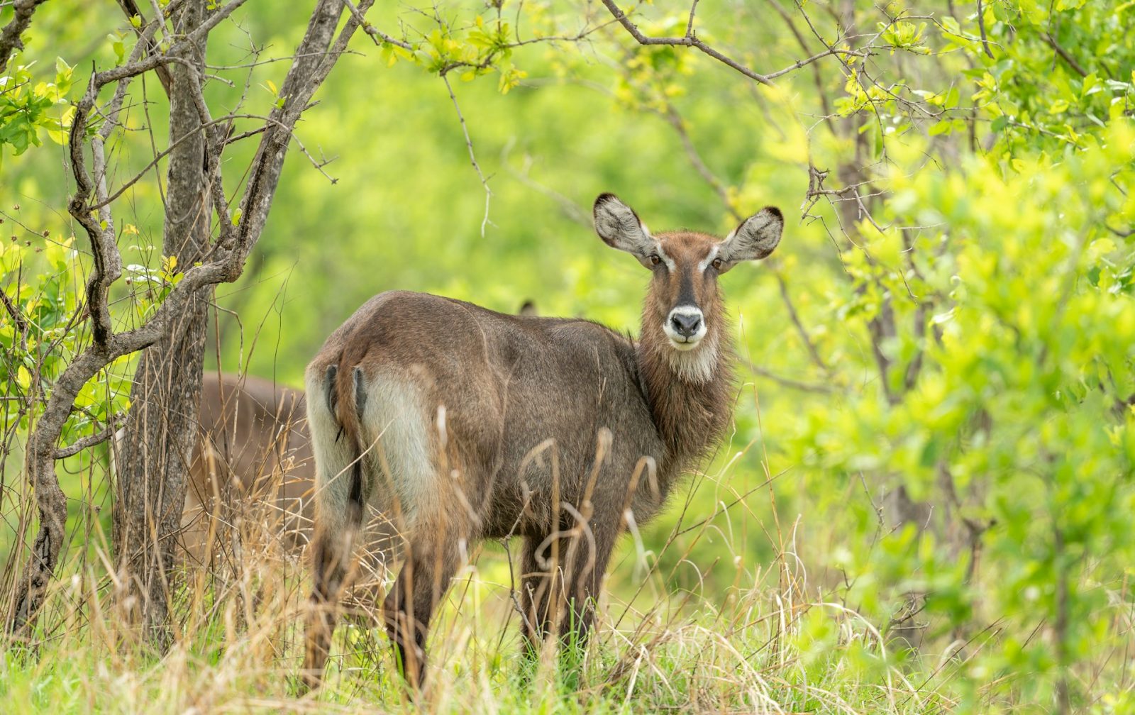 4-Day Budget Mikumi and Ruaha Safari from Dar Es Salaam gallery image