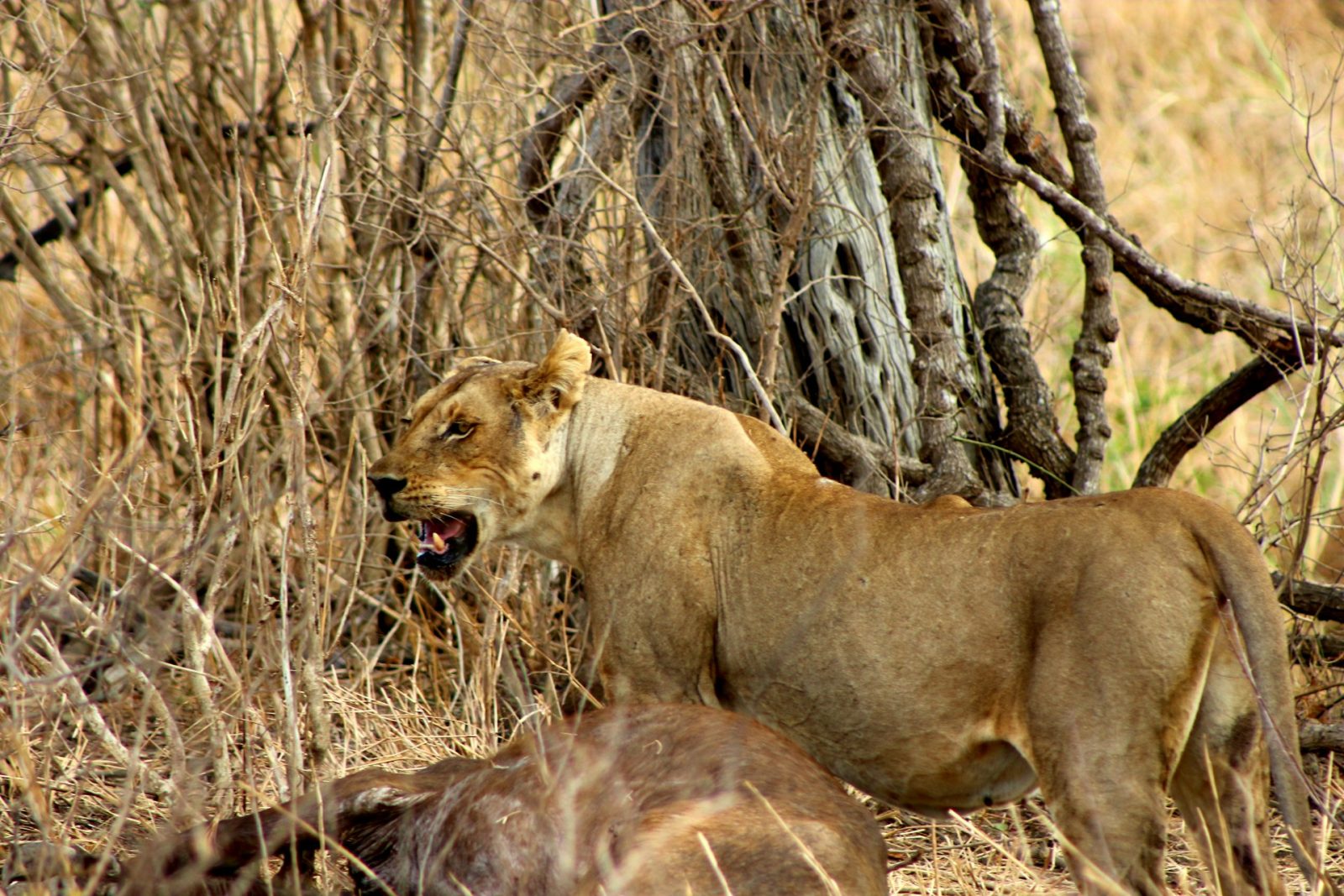 4-Day Budget Mikumi and Ruaha Safari from Dar Es Salaam gallery image