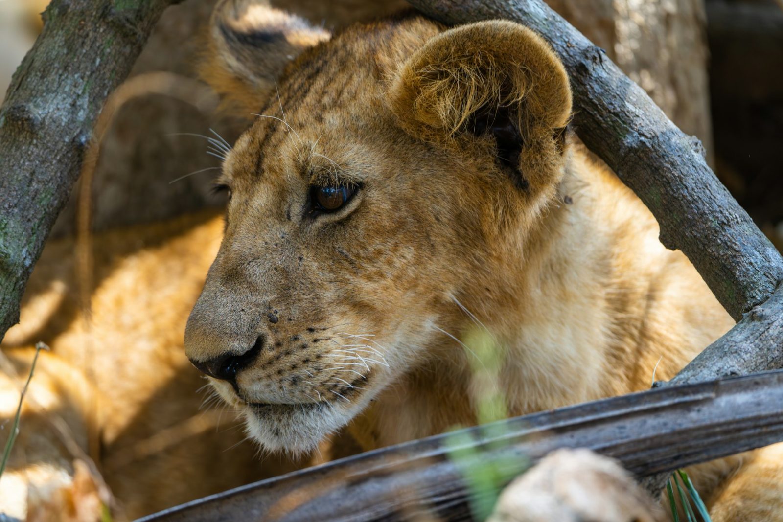 4-Day Nyerere Selous Private Safari with Boat Trip gallery image