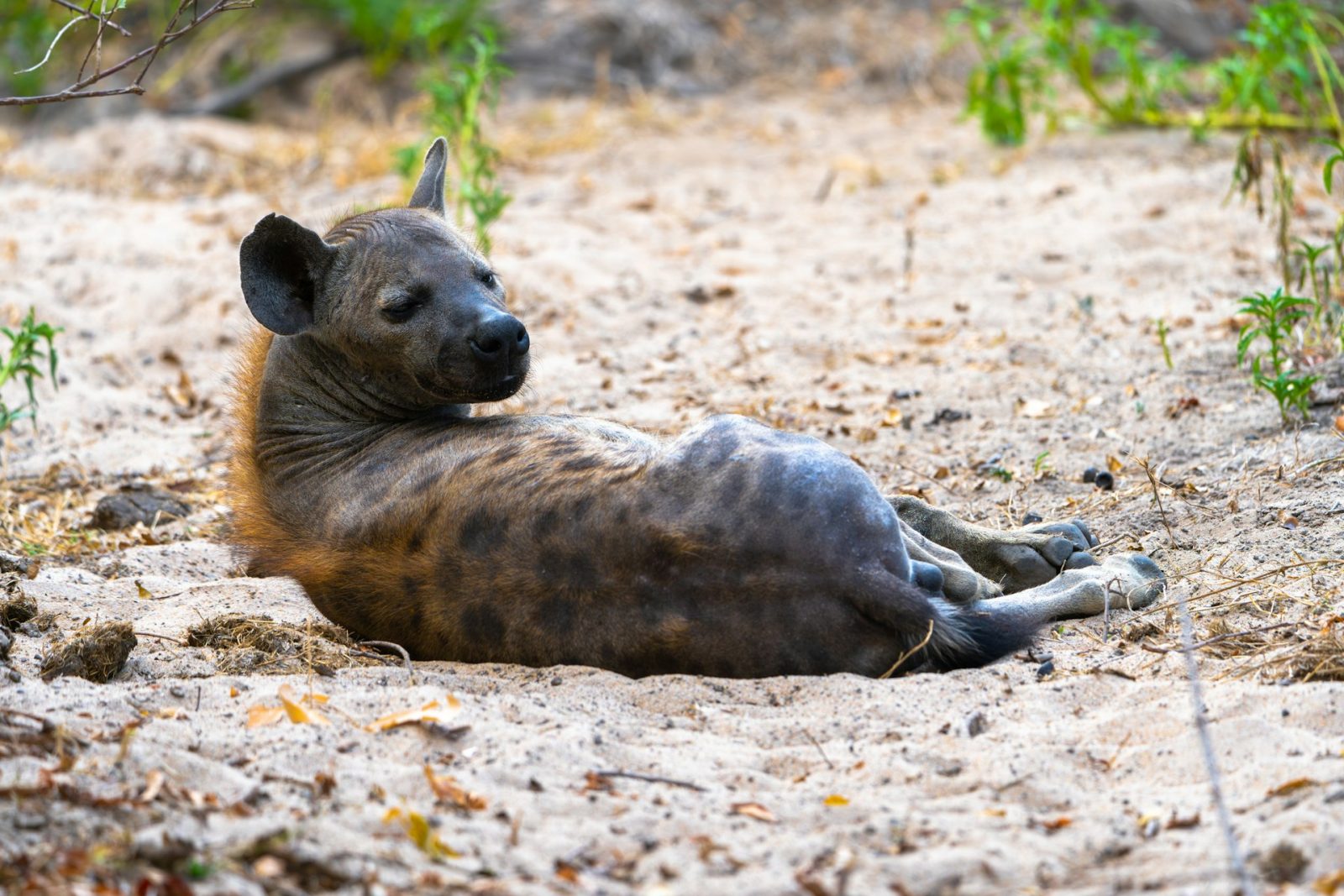 4-Day Nyerere Selous Private Safari with Boat Trip gallery image