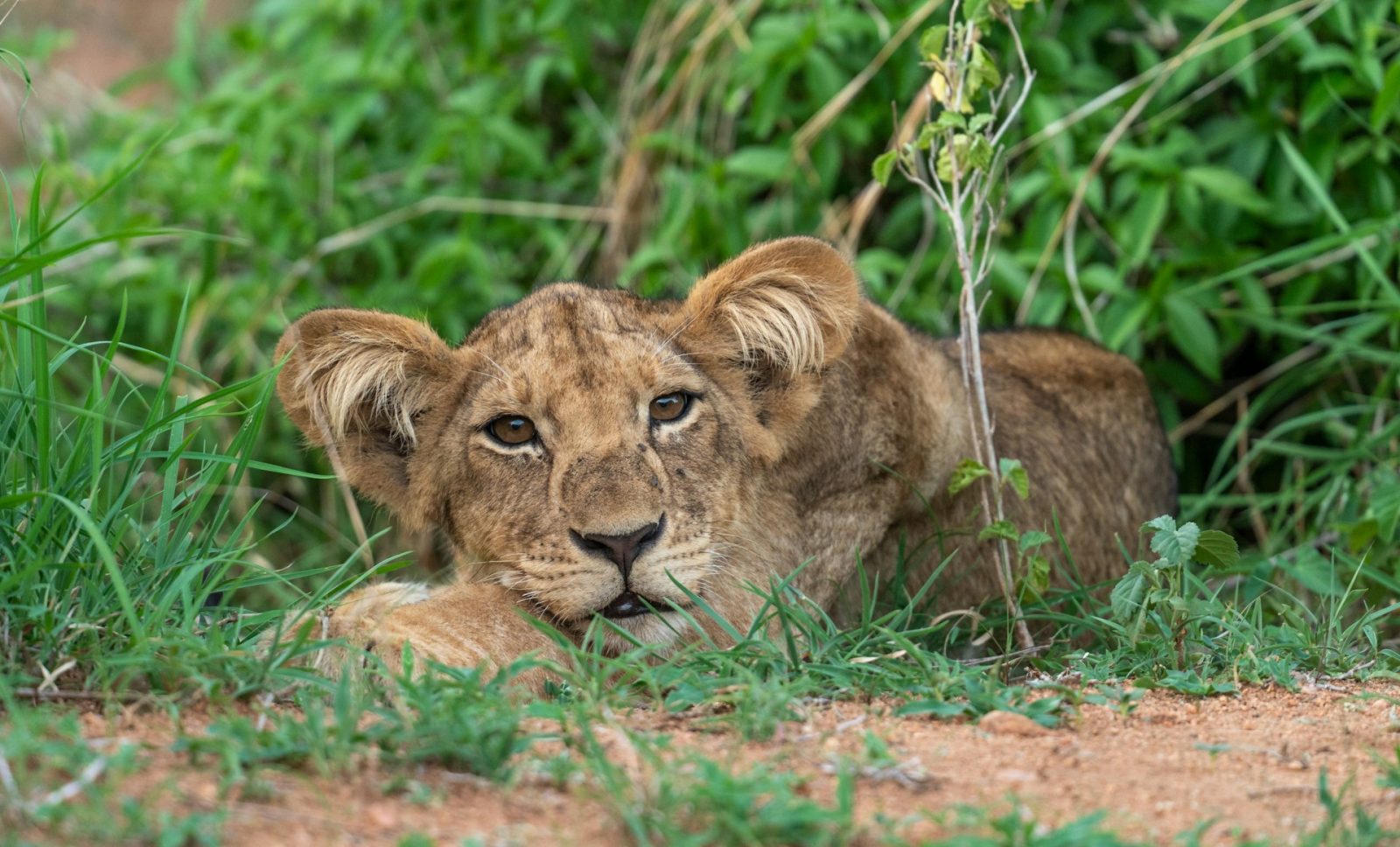 3-Day Ruaha National Park Safari By Flight from Dar