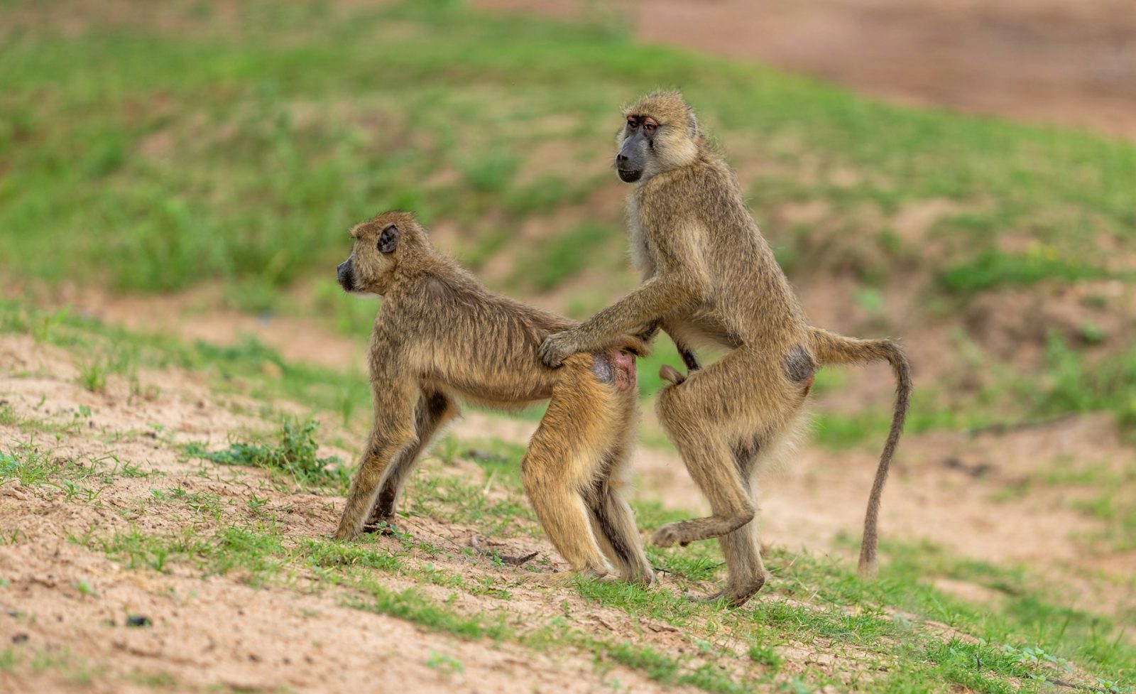 3-Day Ruaha National Park Safari By Flight from Dar gallery image