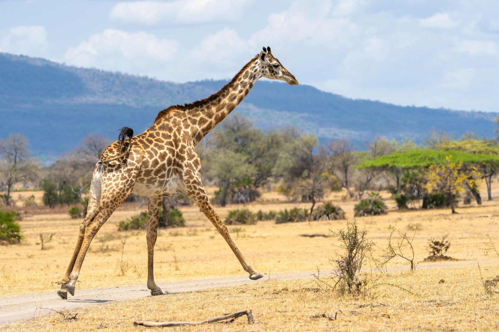 3-Day Nyerere Game Drive, Boat, Fishing and Maasai Boma gallery image
