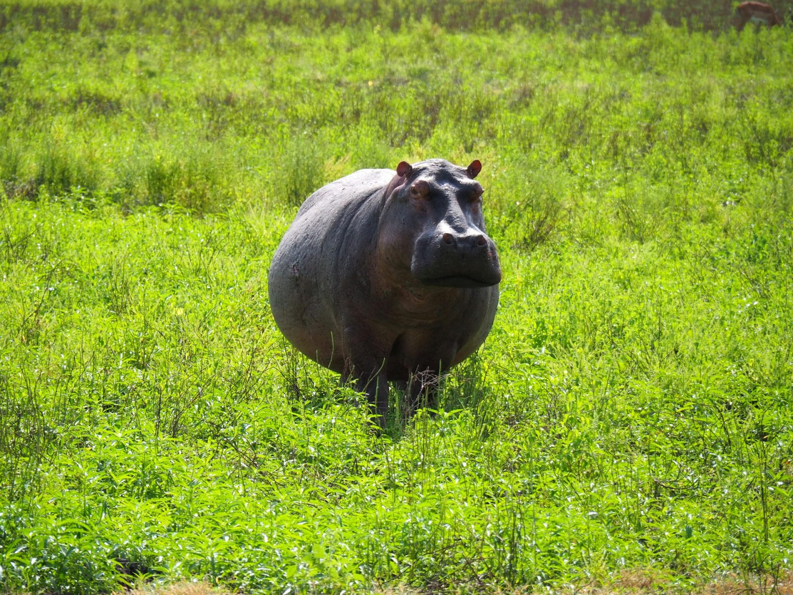 3-Day Nyerere Game Drive, Boat, Fishing and Maasai Boma gallery image