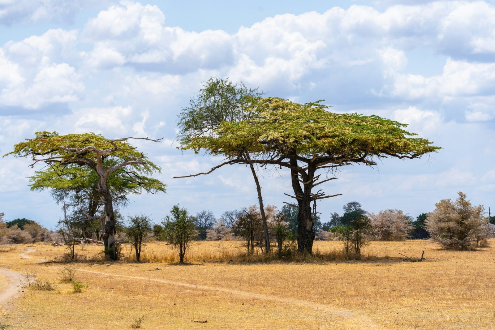 3-Day Nyerere Game Drive, Boat, Fishing and Maasai Boma gallery image