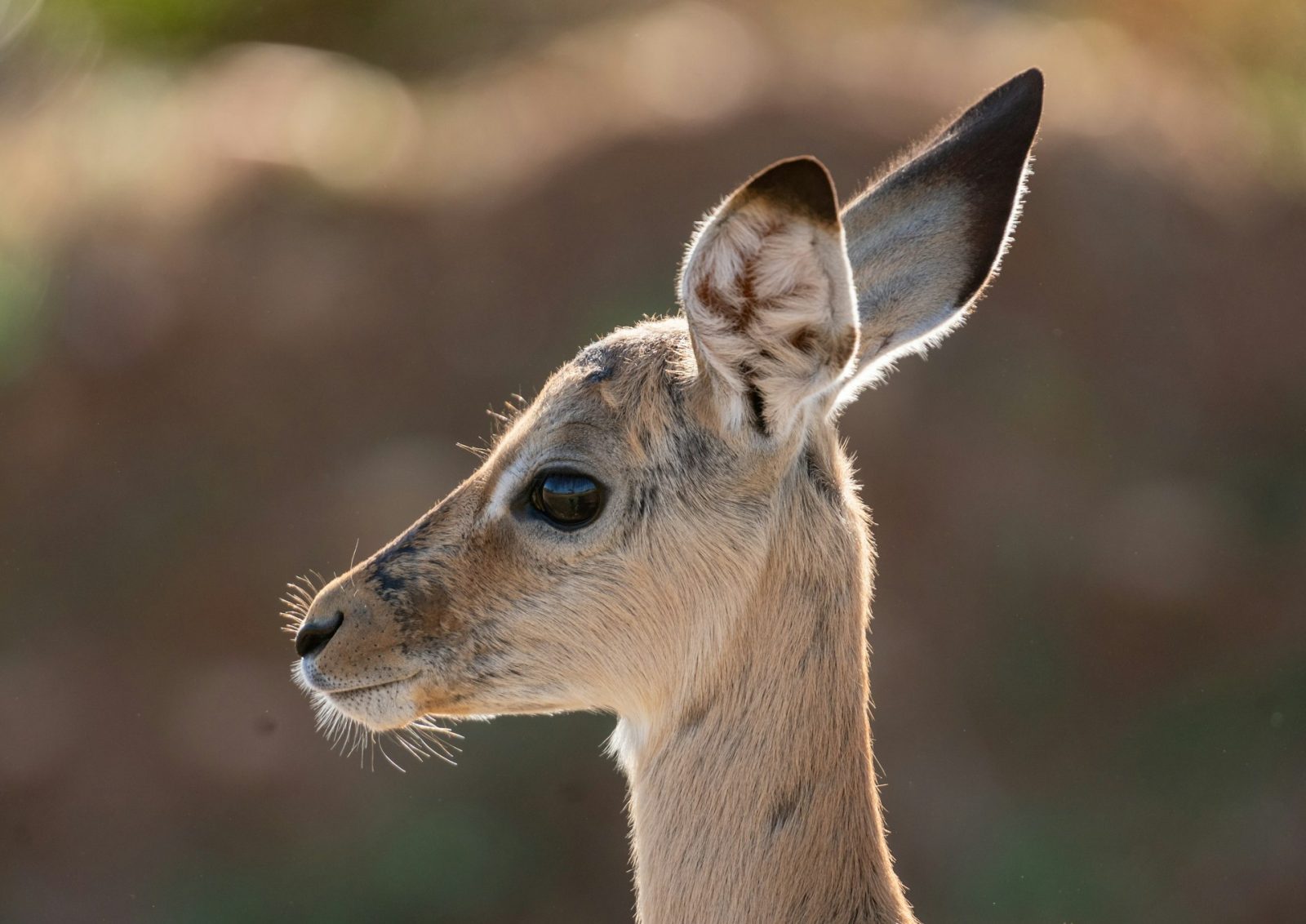 5-Day The Beauty of Ruaha and Mikumi Private Safari