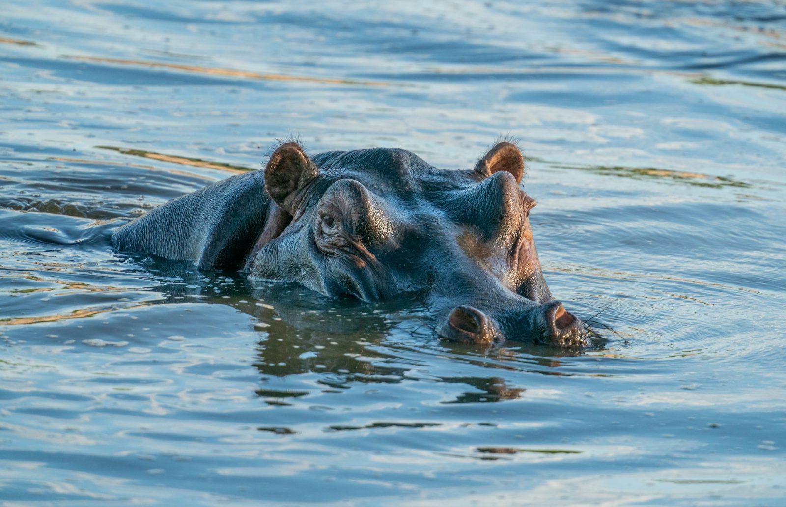 5-Day The Beauty of Ruaha and Mikumi Private Safari gallery image