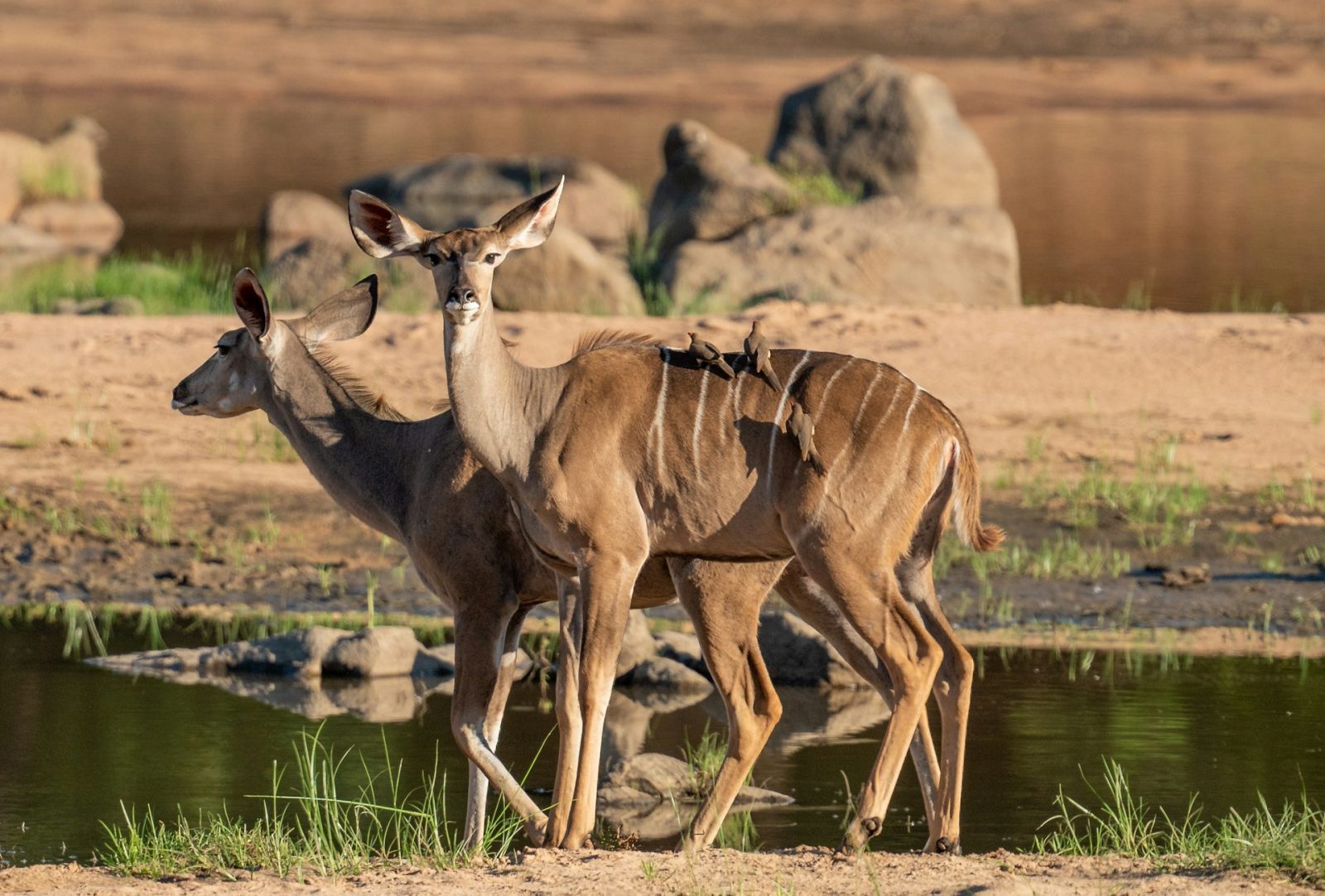 4-Day Awesome Ruaha Four-Day Safari from Iringa gallery image