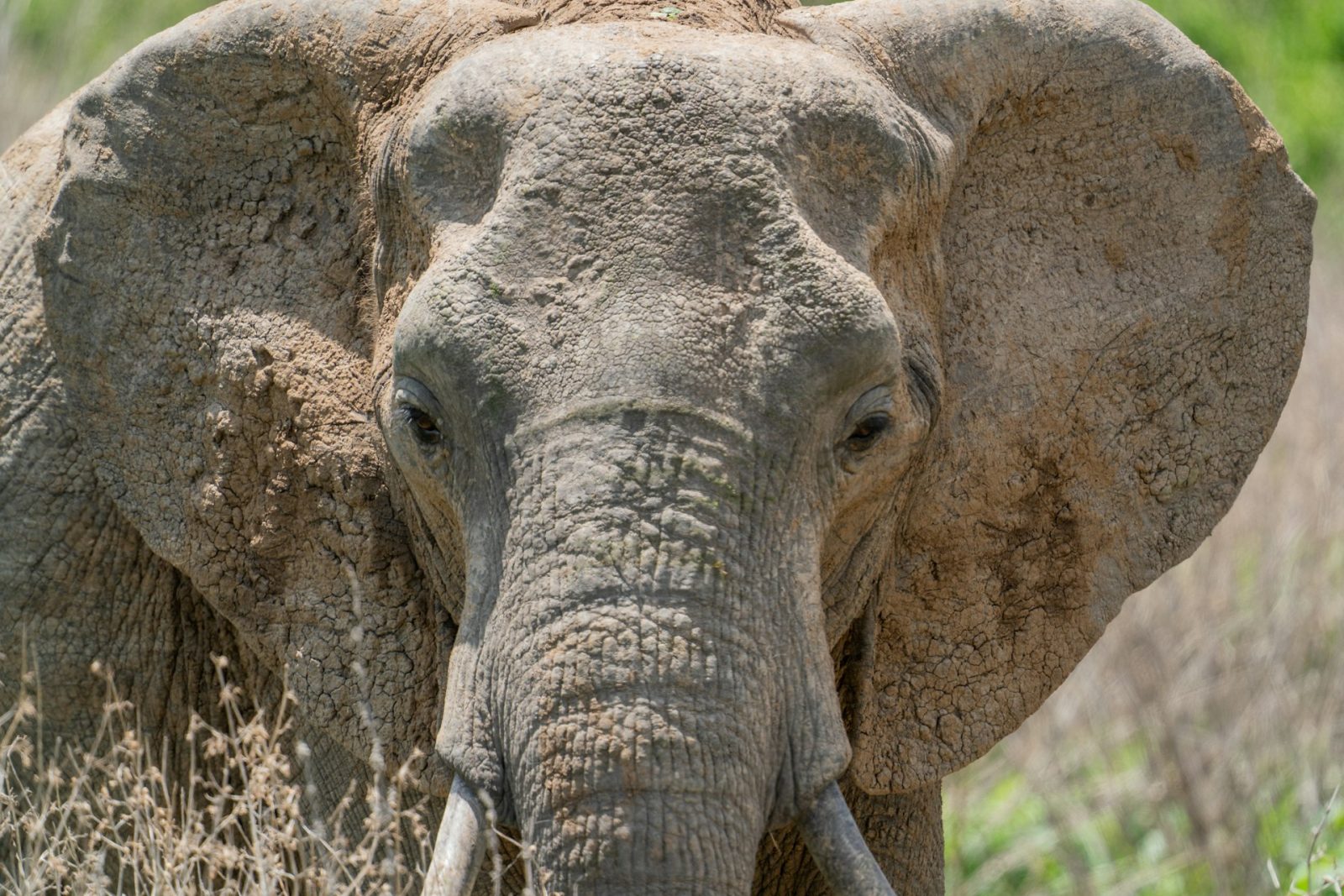 4-Day Awesome Ruaha Four-Day Safari from Iringa gallery image