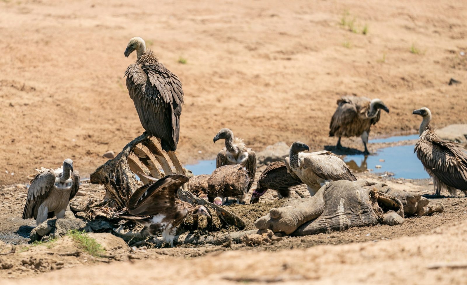 2-Day Ruaha Short Adventure Overnight from Iringa