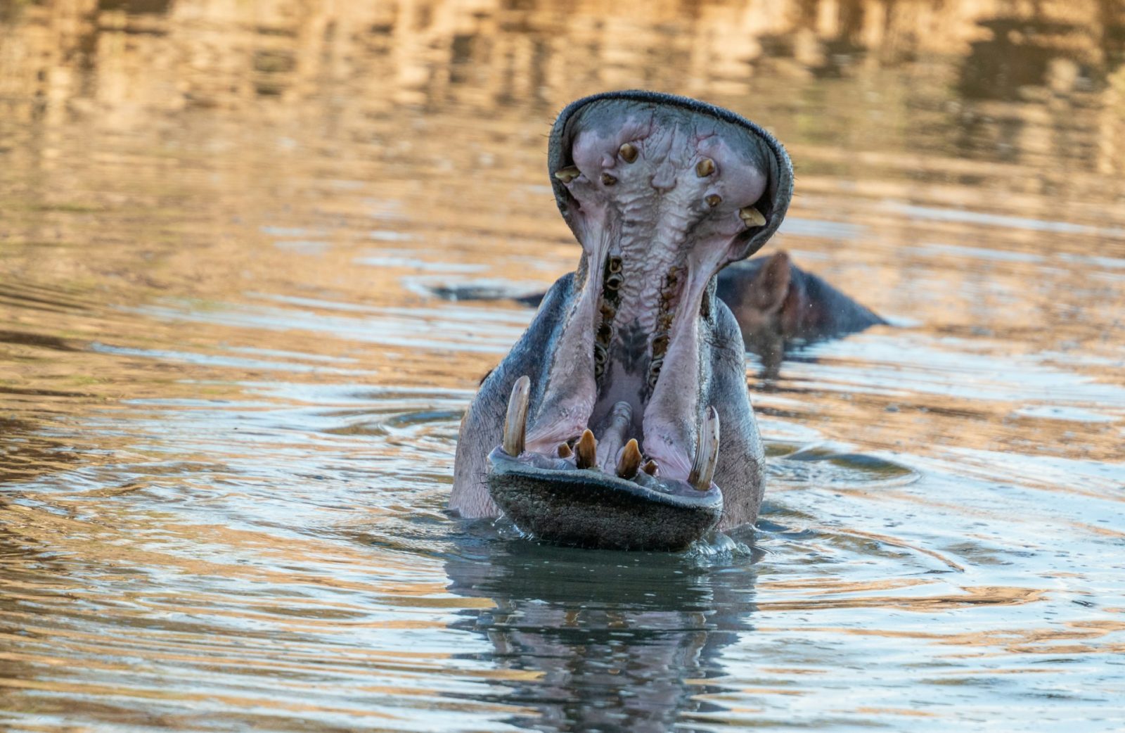 2-Day Ruaha Short Adventure Overnight from Iringa gallery image
