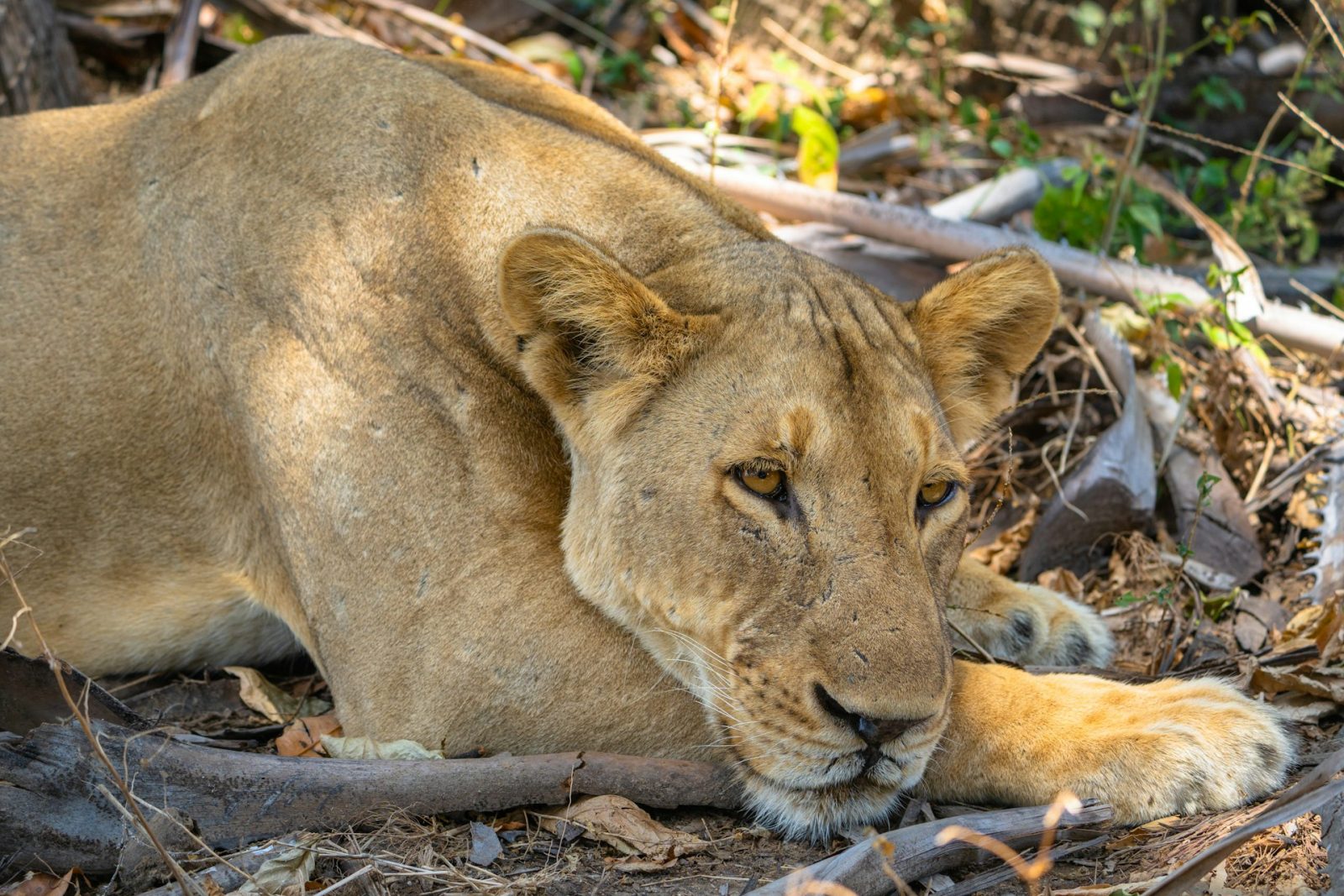 2-Day Nyerere Game Drive and Boat Safari Overnight gallery image