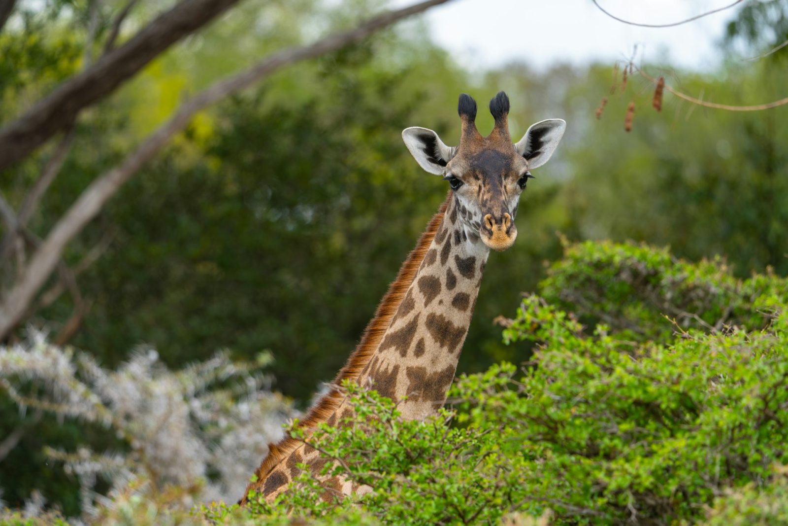 2-Day Nyerere Game Drive and Boat Safari Overnight gallery image