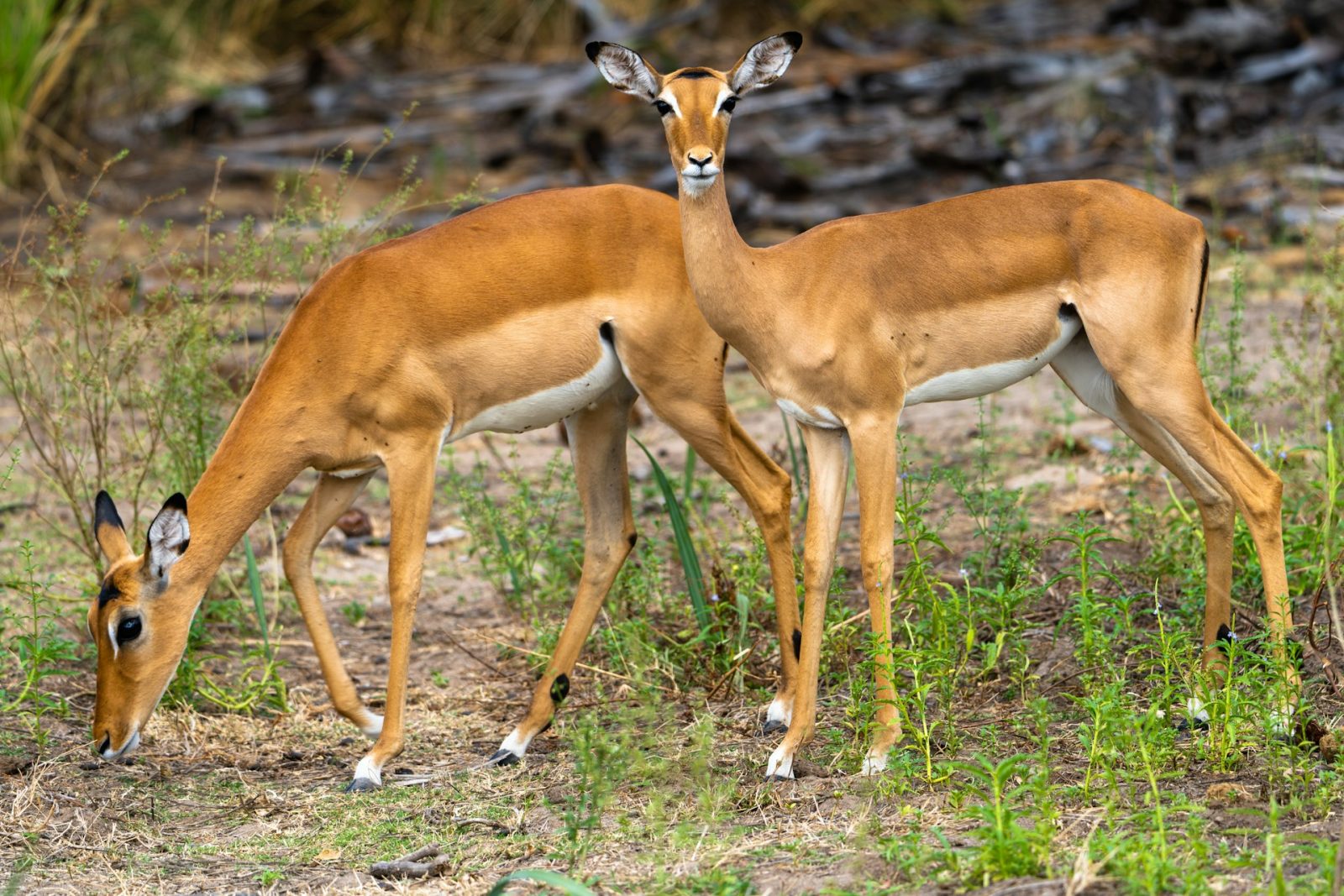 1-Day Nyerere National Park Day Safari from Dar Es Salaam