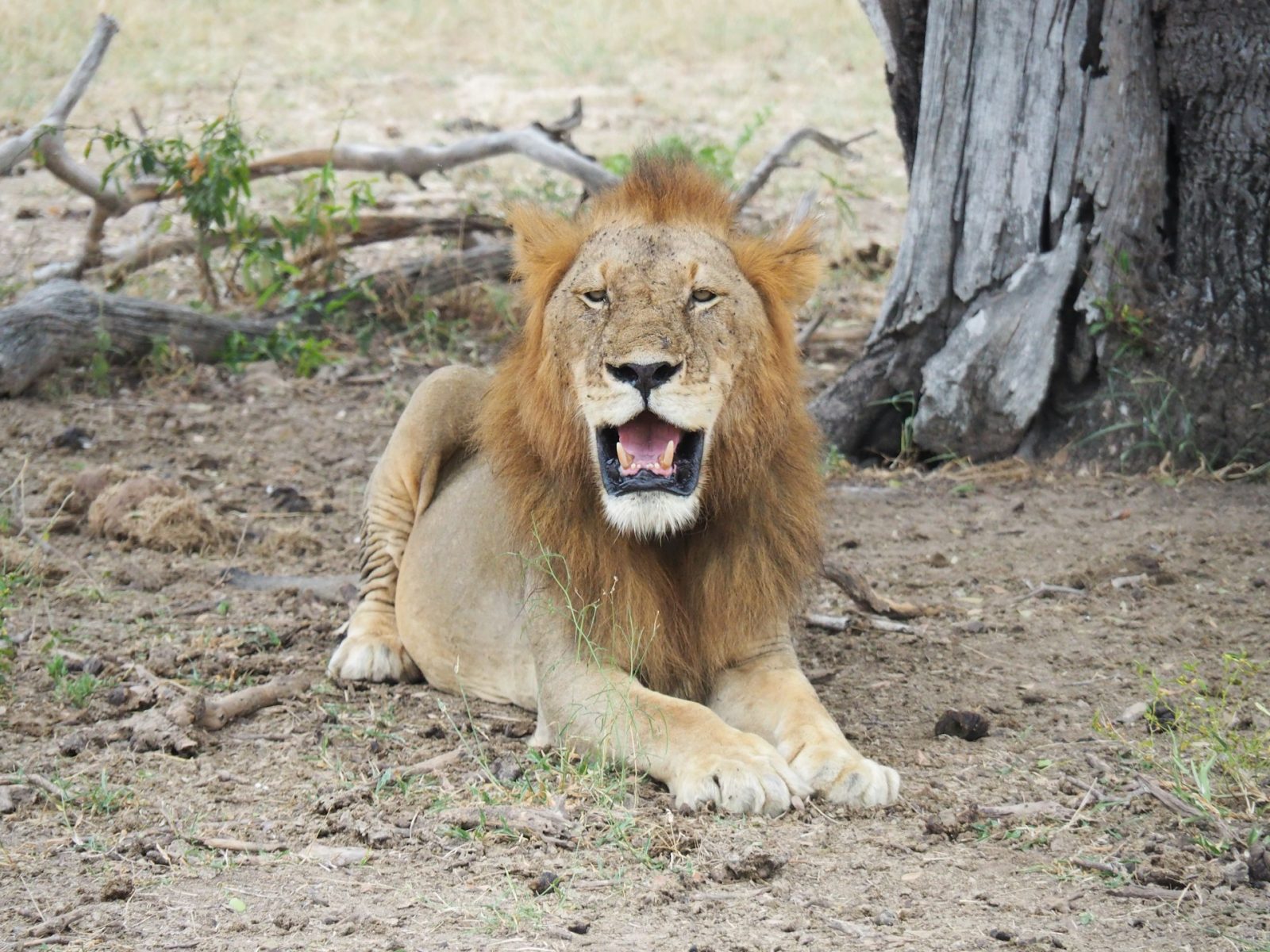 1-Day Nyerere National Park Day Safari from Dar Es Salaam gallery image