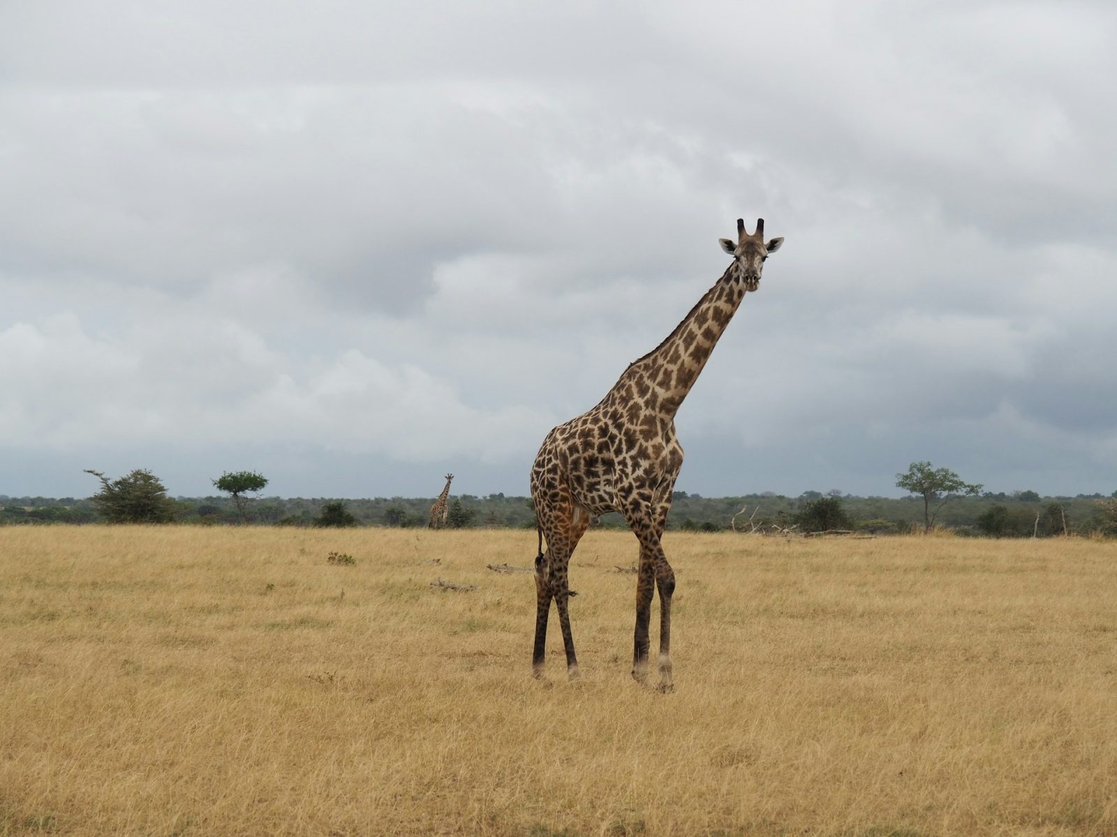 1-Day Nyerere National Park Day Safari from Dar Es Salaam gallery image