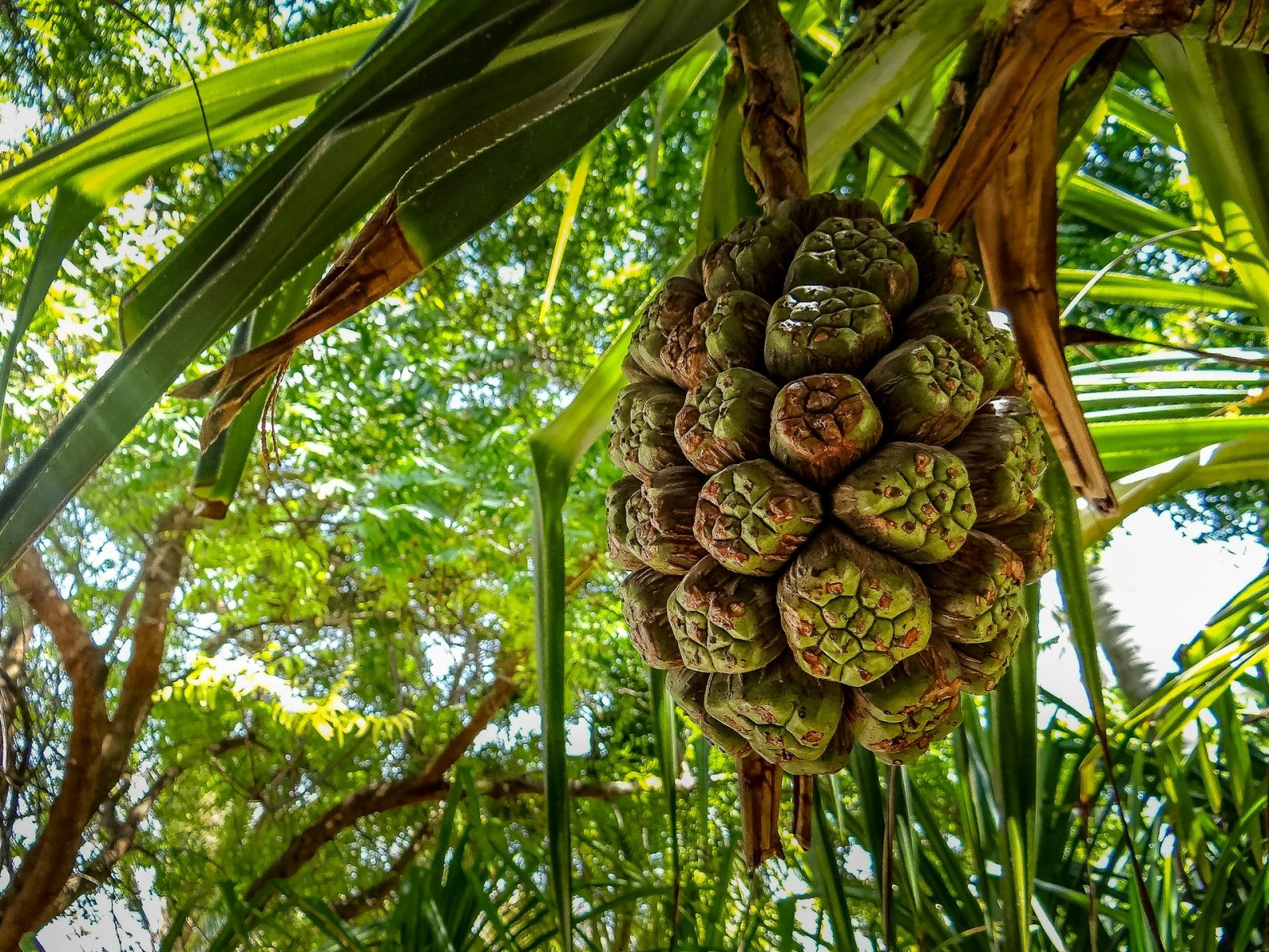 1-Day Zanzibar Jozani Forest, Spice Farm and Salaam Cave Tour gallery image