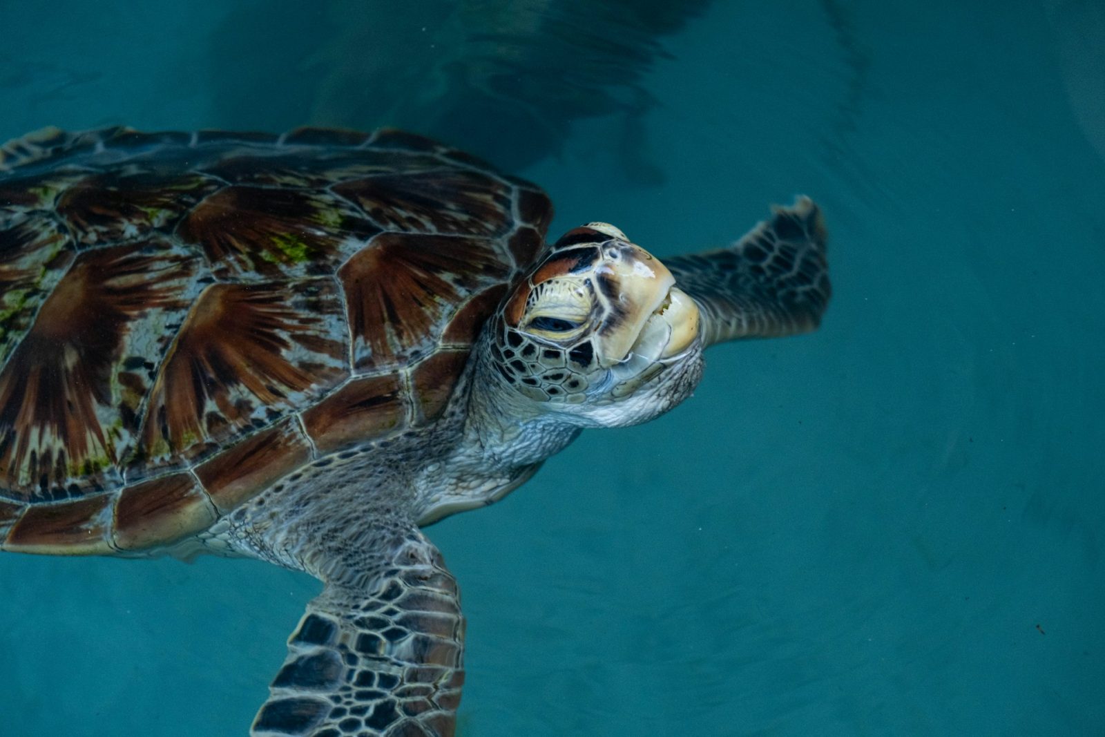 1-Day Zanzibar Salaam Cave Turtle Swim with Entry Fee