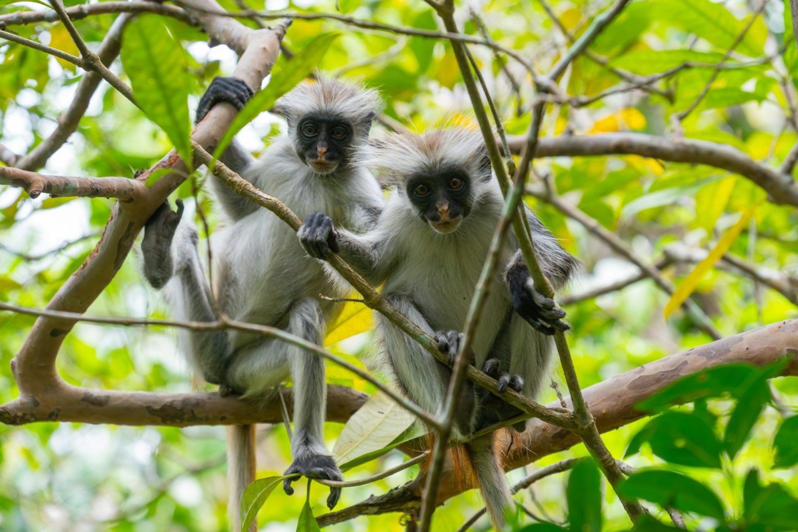1-Day Zanzibar Mnemba, Jozani Forest and Butterfly Centre gallery image