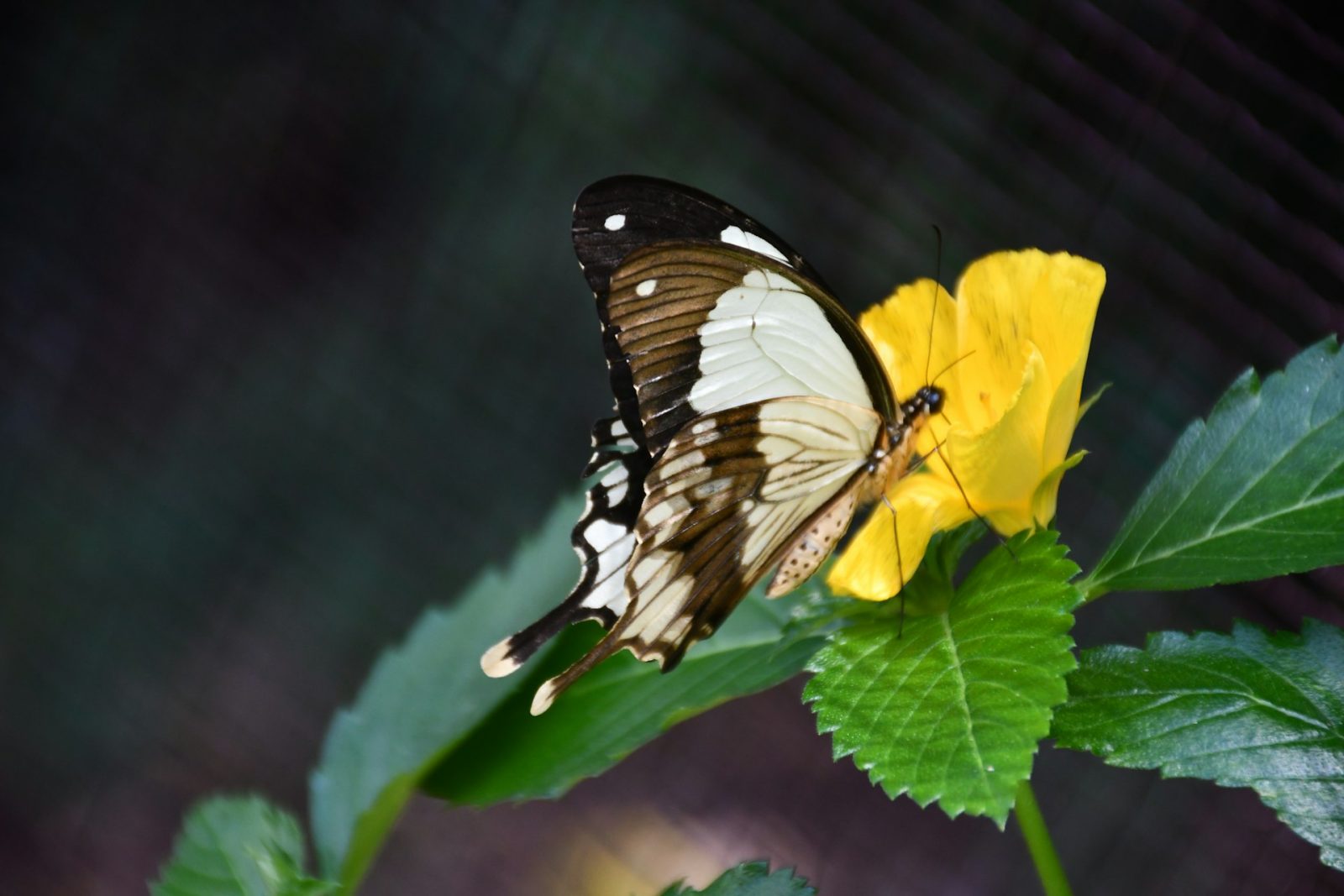 1-Day Zanzibar Mnemba, Jozani Forest and Butterfly Centre gallery image