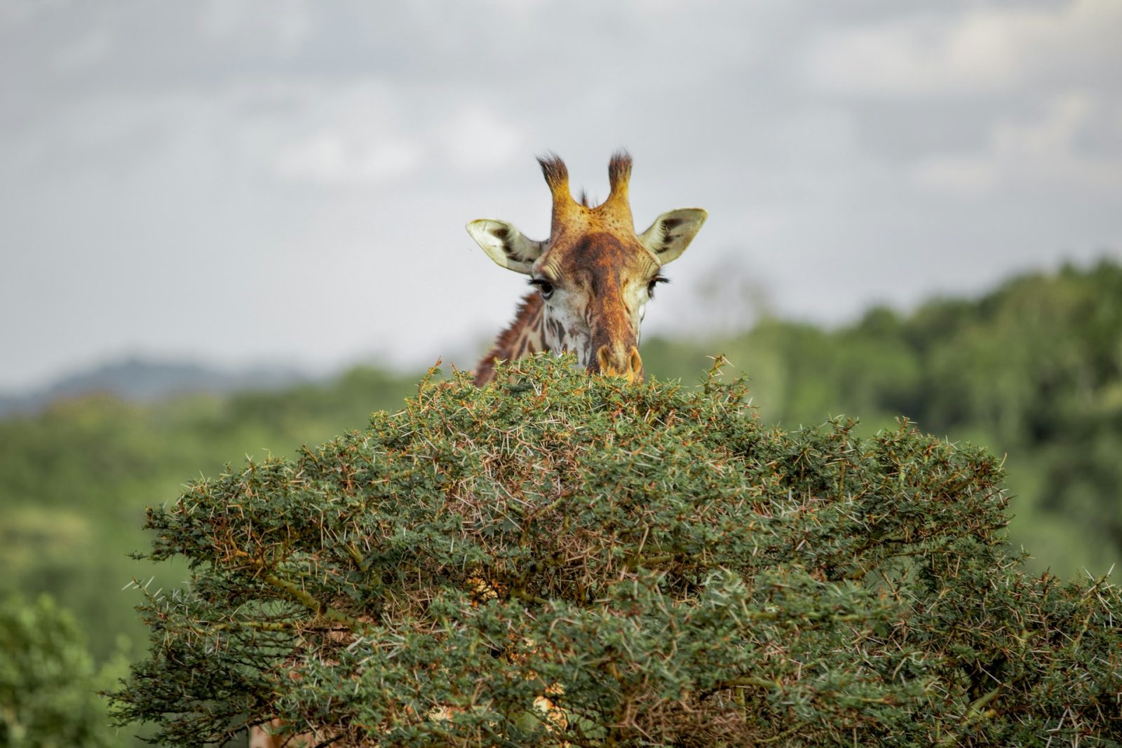 1-Day Arusha National Park Day Trip with Walking Safari gallery image