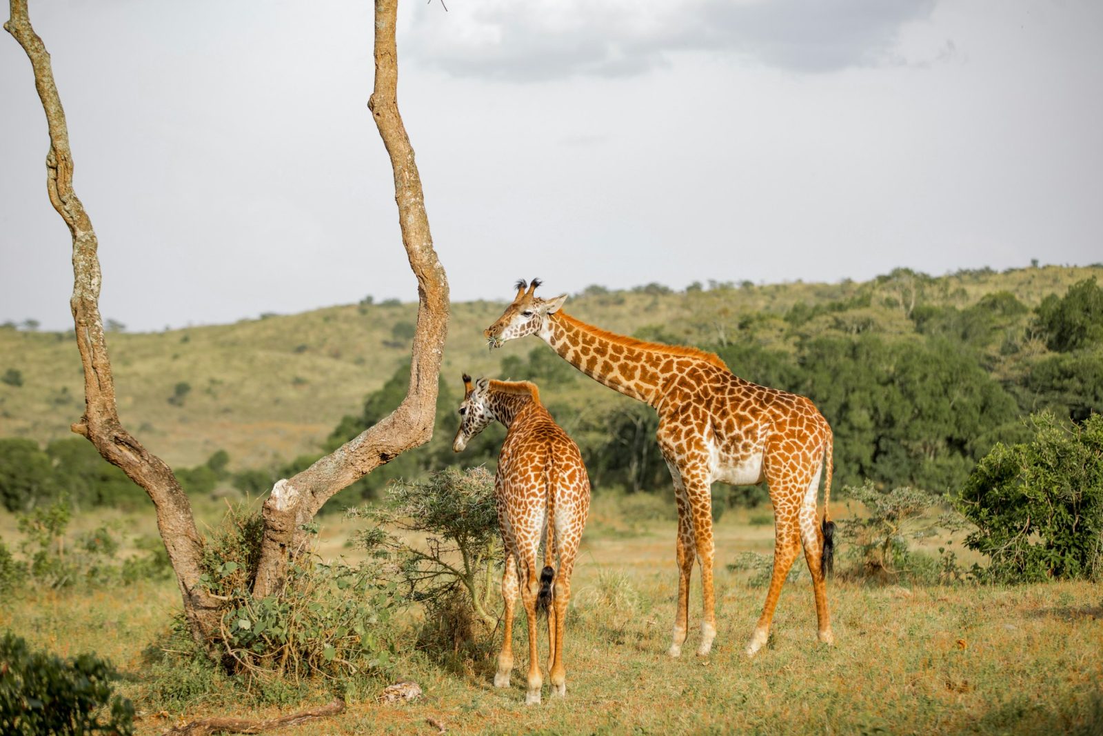 1-Day Arusha National Park Day Trip with Walking Safari gallery image