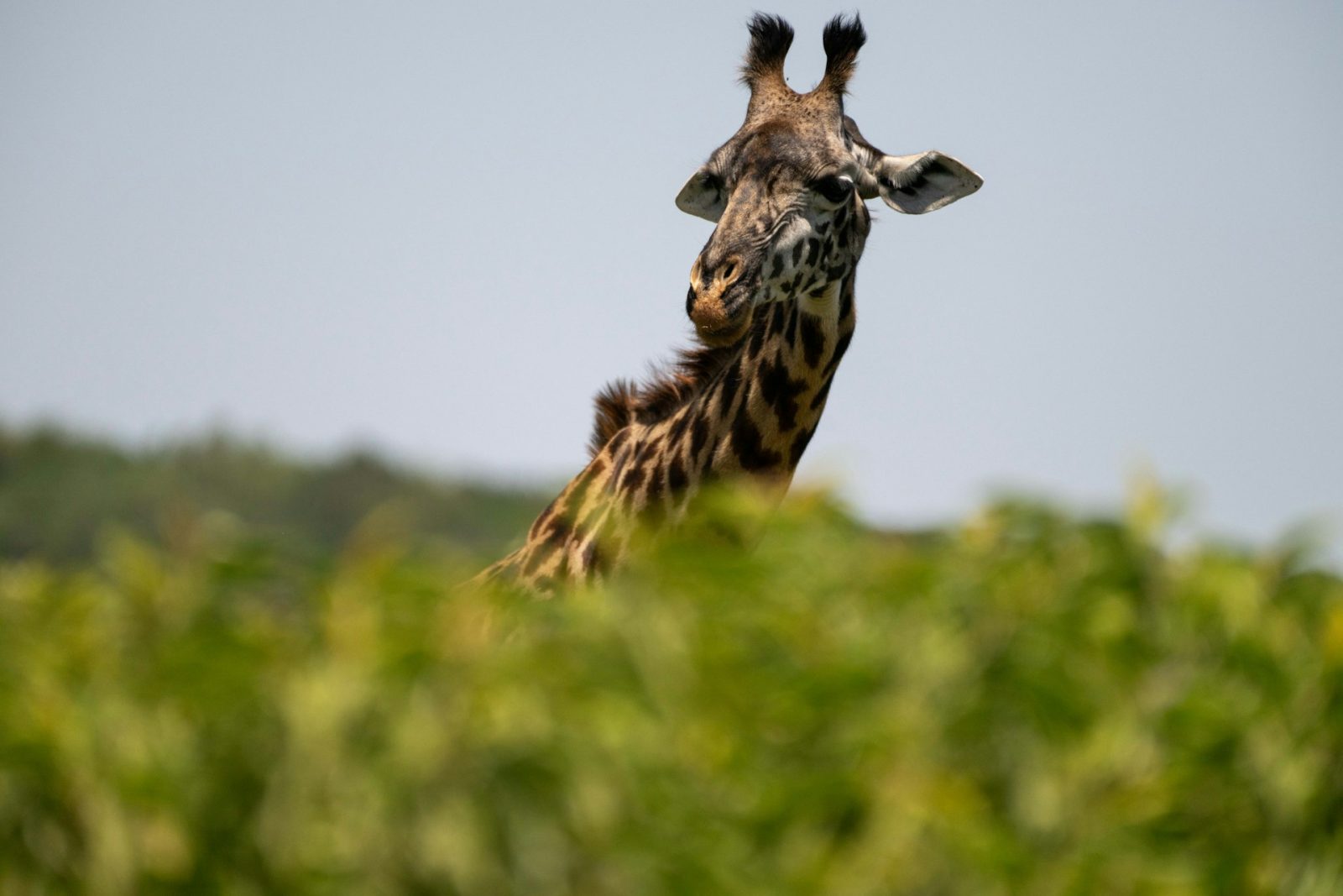 1-Day Arusha National Park Day Trip with Walking Safari gallery image