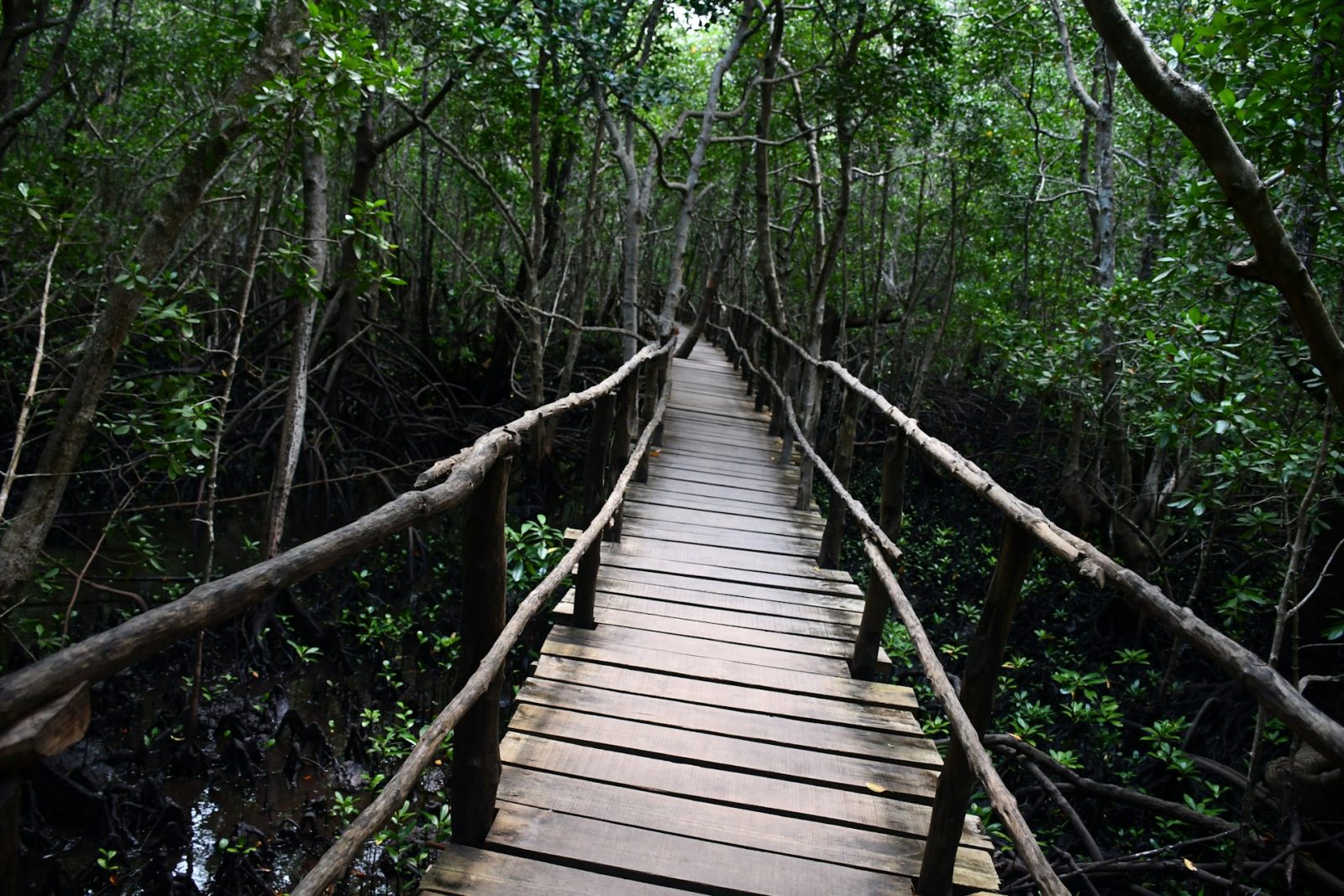 1-Day Zanzibar Mangrove Kayaking and Uzi Village Tour gallery image