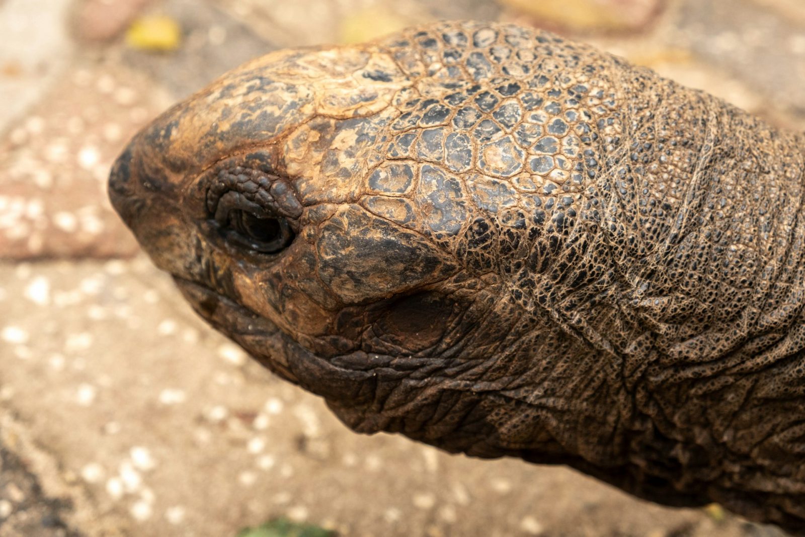 1-Day Zanzibar Prison Island Half-Day Tortoise Tour gallery image
