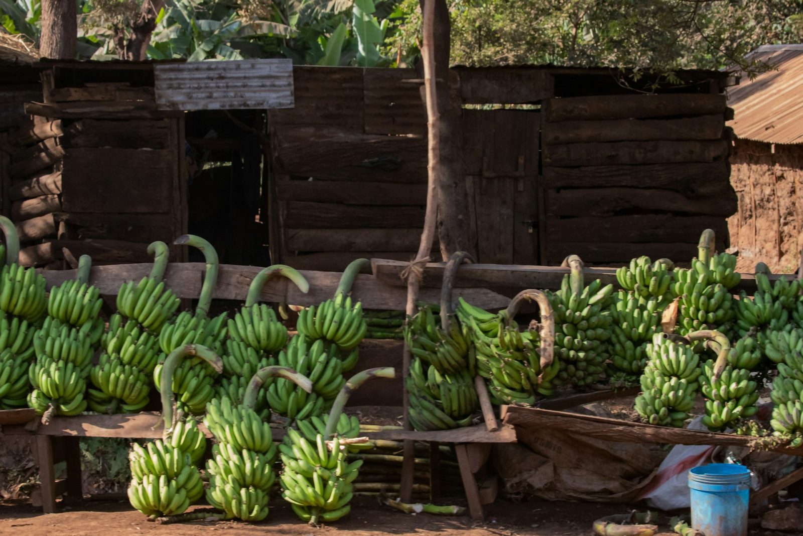 1-Day Zanzibar Jozani Forest, Spice Farm and Stone Town Tour gallery image