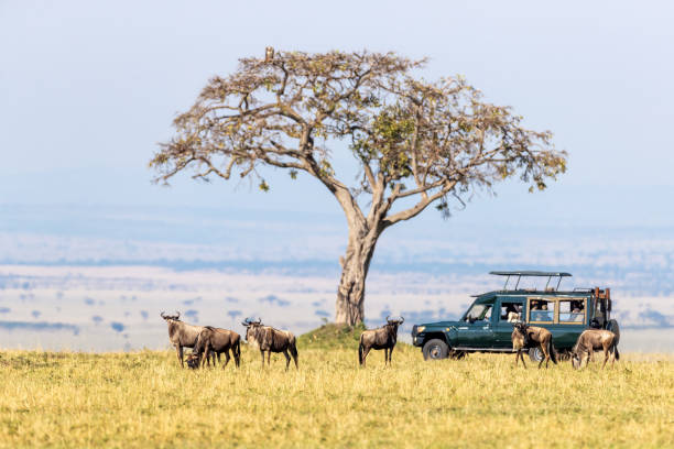 3-Day Masai Mara Budget Safari – Big Five Wildlife