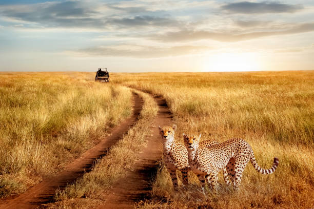 3-Day Masai Mara Budget Safari – Big Five Wildlife gallery image