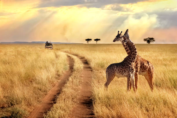 3-Day Masai Mara Budget Safari – Big Five Wildlife gallery image