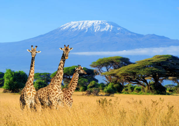 5-Day Kenya Classic Safari – Masai Mara, Lake Nakuru & Ambose
