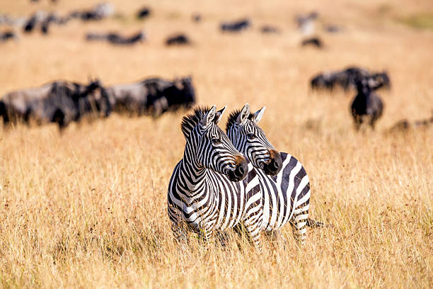 5-Day Kenya Classic Safari – Masai Mara, Lake Nakuru & Ambose gallery image