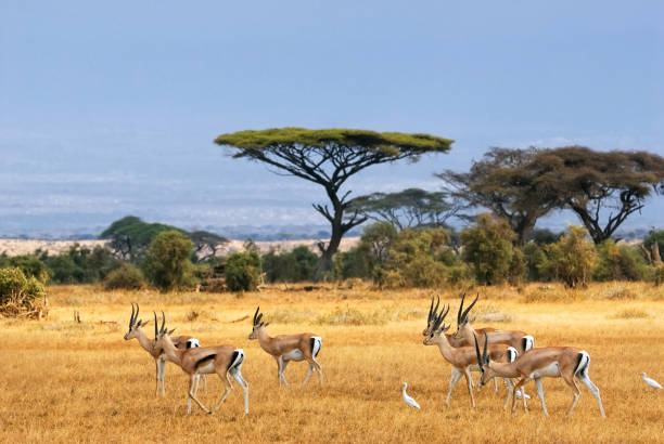 5-Day Kenya Classic Safari – Masai Mara, Lake Nakuru & Ambose gallery image