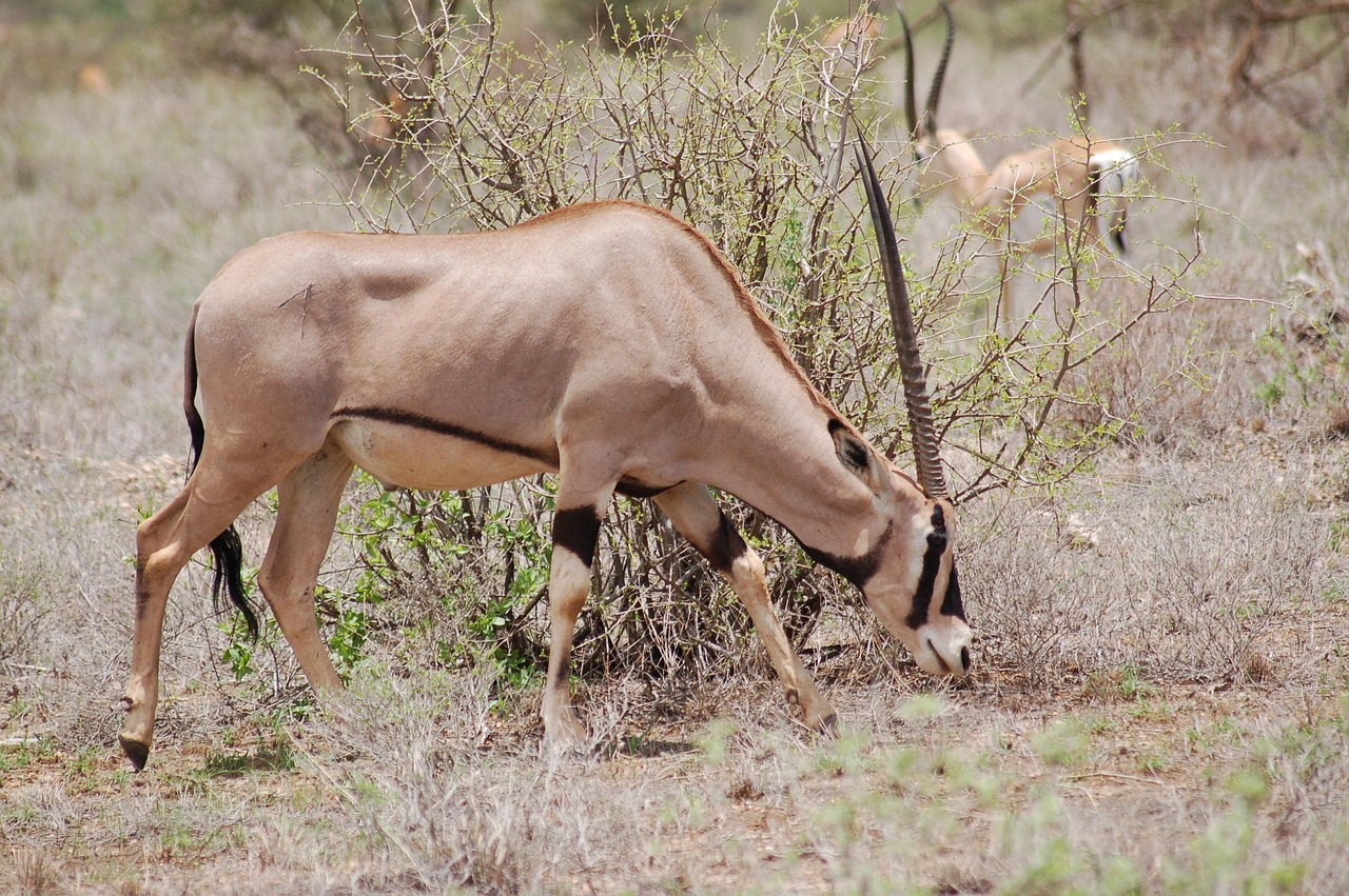 4-Day Samburu Special Five and Ol Pejeta Safari Experience