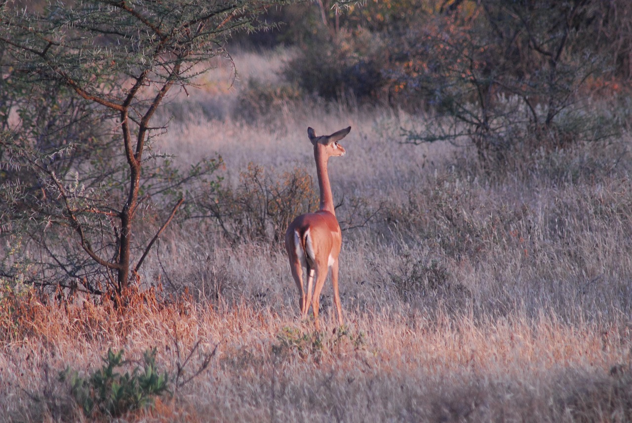4-Day Samburu Special Five and Ol Pejeta Safari Experience gallery image