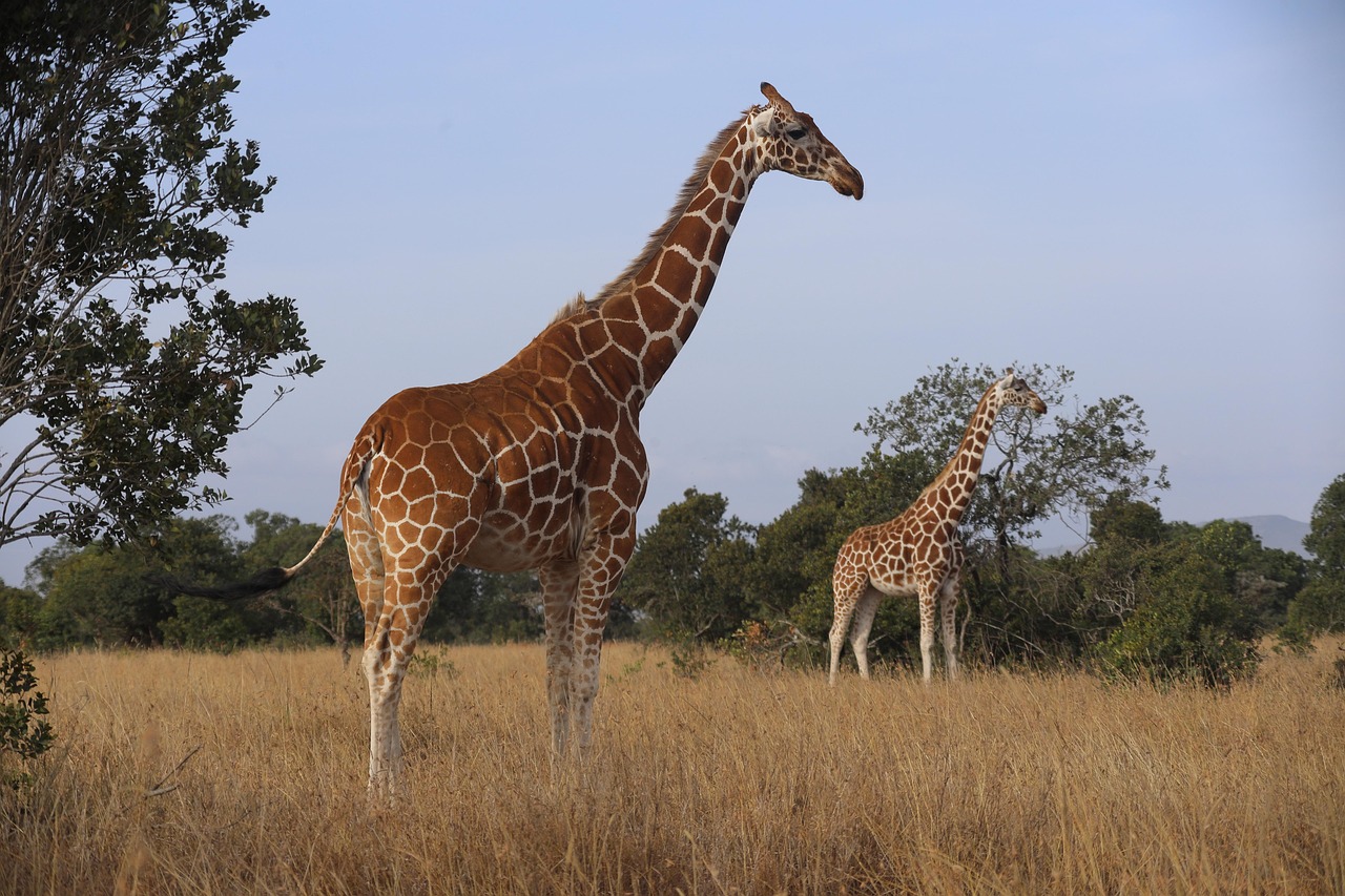 4-Day Samburu Special Five and Ol Pejeta Safari Experience gallery image