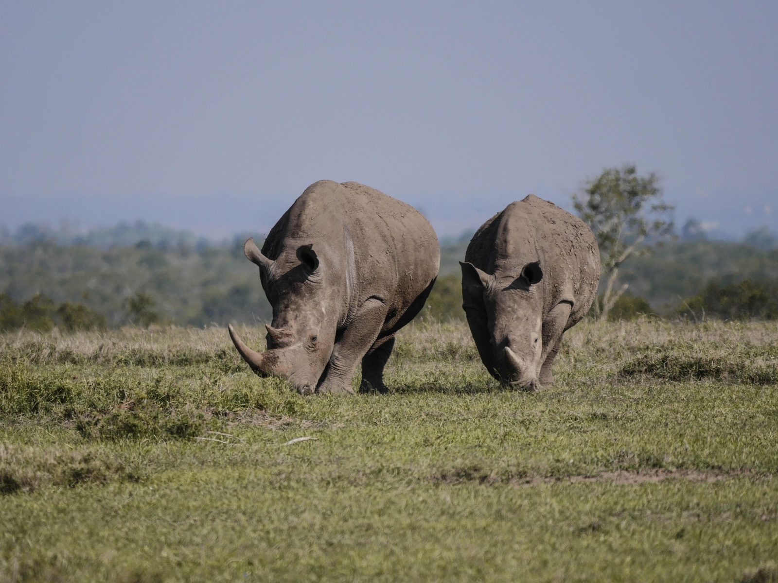 4-Day Samburu Special Five and Ol Pejeta Safari Experience gallery image
