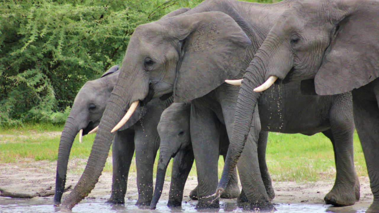5-Day Masai Mara, L. Nakuru and L. Naivasha Safari gallery image