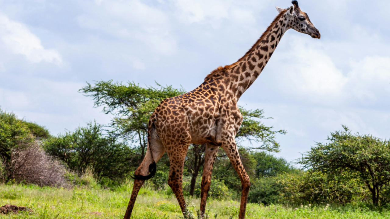 5-Day Masai Mara, L. Nakuru and L. Naivasha Safari gallery image